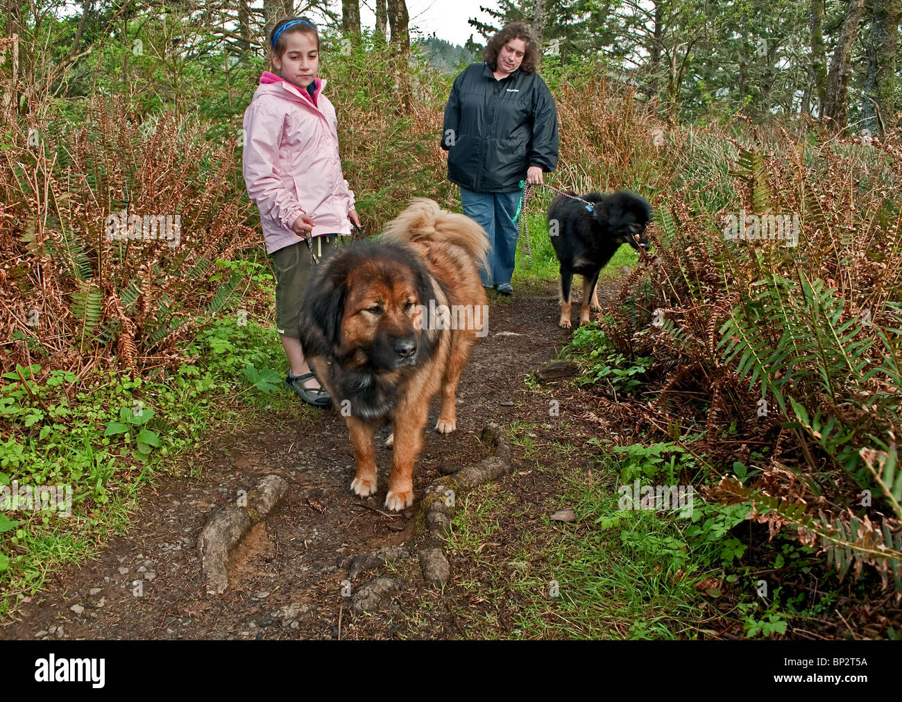 Kaukasische Mutter und Tochter sind ihre zwei Tibet-Dogge Hunde auf einem Pfad in die feuchten, nassen Küstenwald im zeitigen Frühjahr Fuß Stockfoto