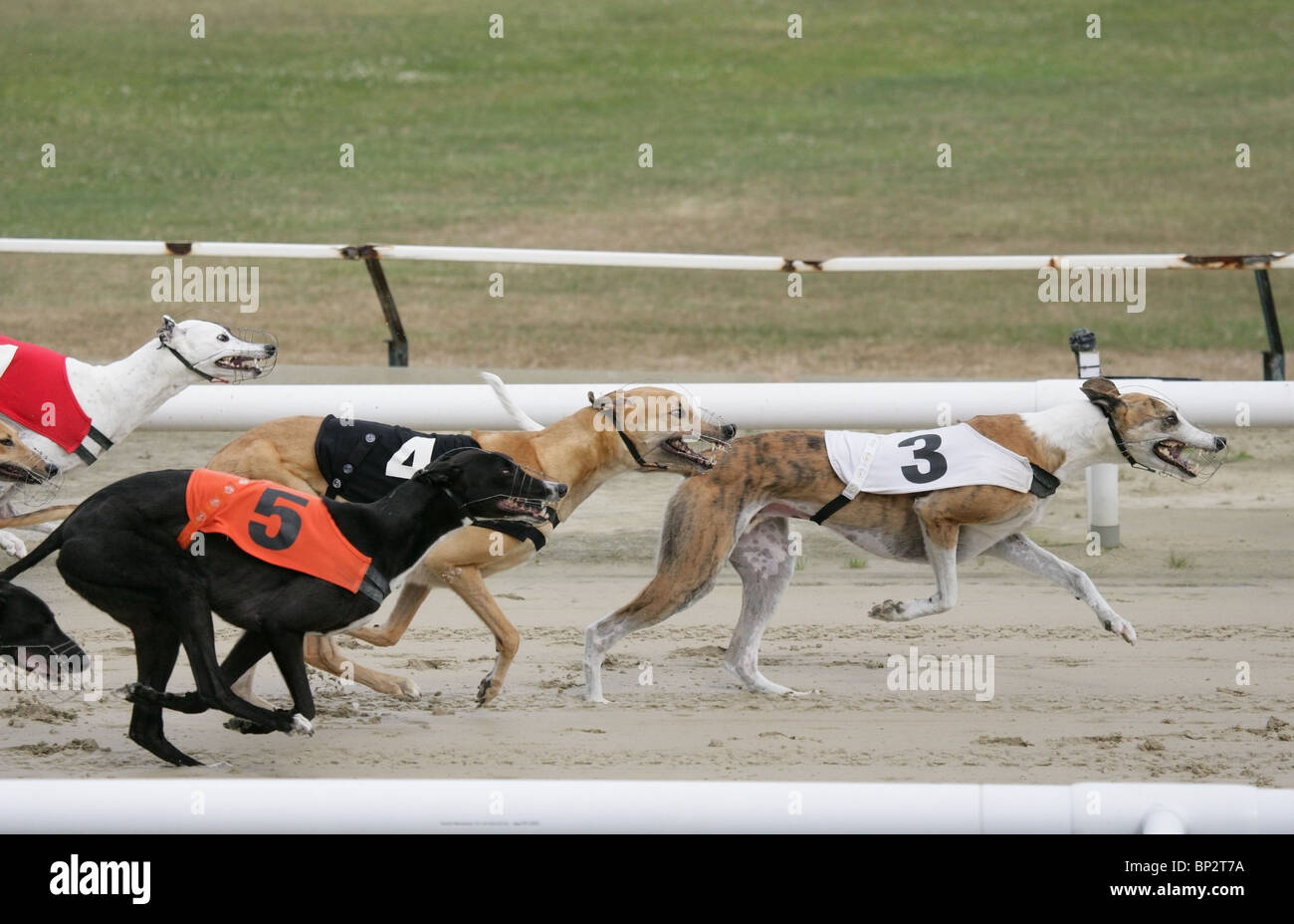 Greyhound Racing Gruppe von Erwachsenen racing UK Stockfoto