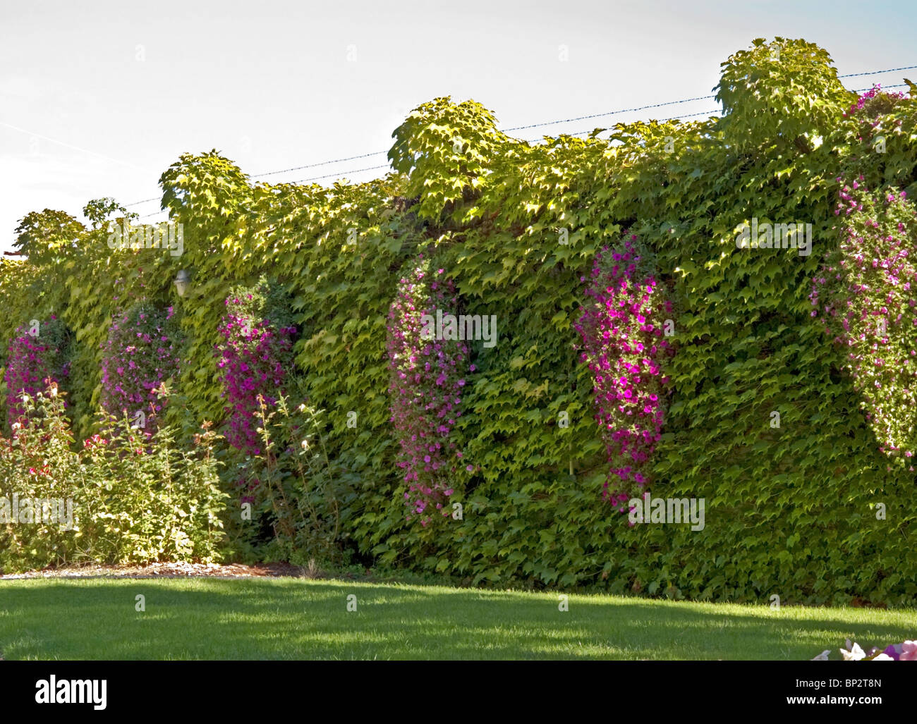 hedera helix glacier Glacier Ivy Plant – Hedera Helix ‘Glacier Ivy’ 8