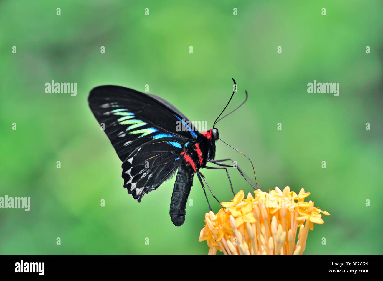 Rajah Brookes Birdwing Schmetterling Fütterung auf eine gelbe Ixora-Blume in Bewegung - Trogonoptera Brookiana fliegen Stockfoto