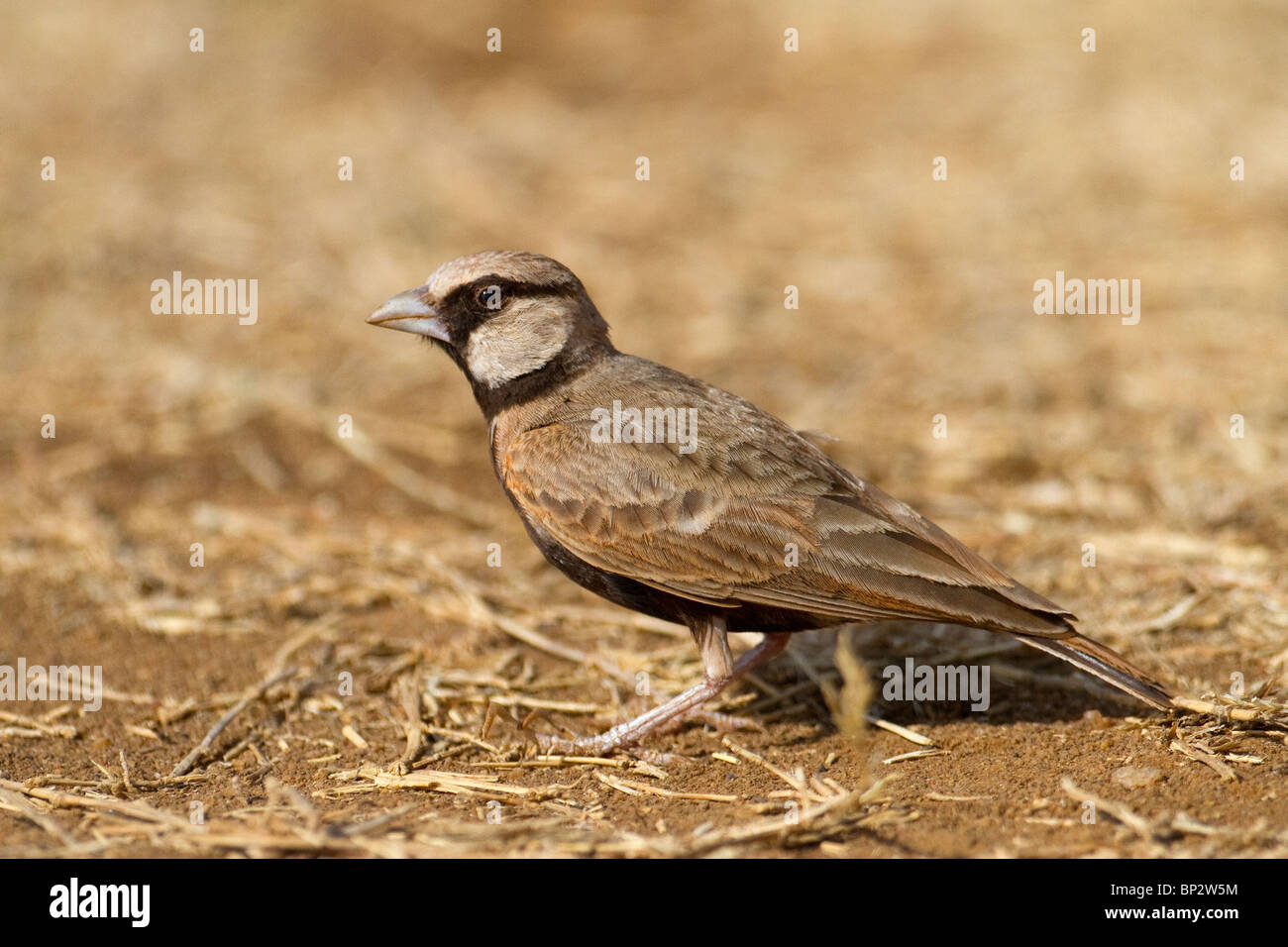 Ashy-gekrönter Spatz-Lerche (Eremopterix Grisea). Stockfoto