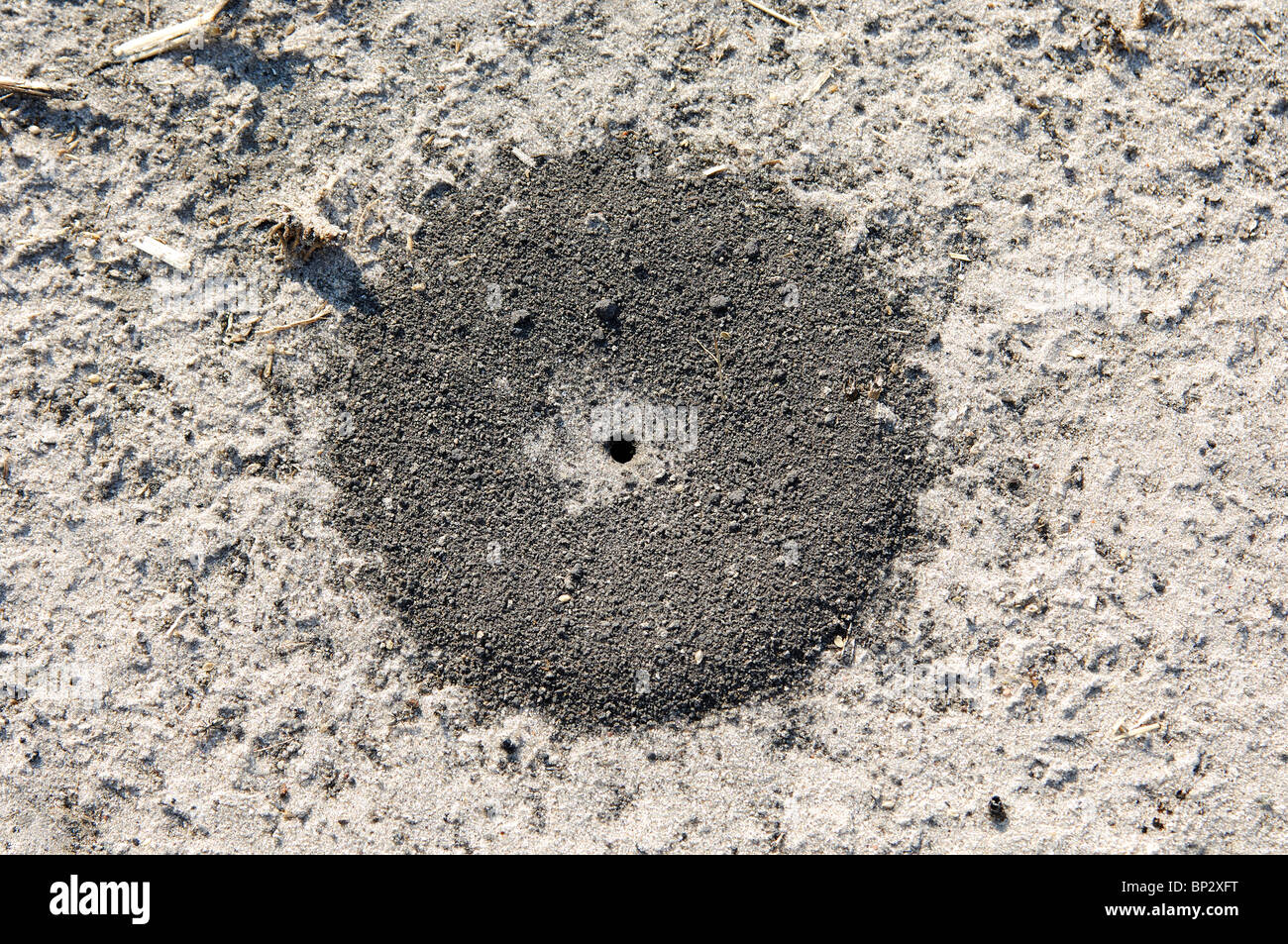 Runde Krater-Nest der Ameisen, Okavango Delta, Botswana Stockfoto