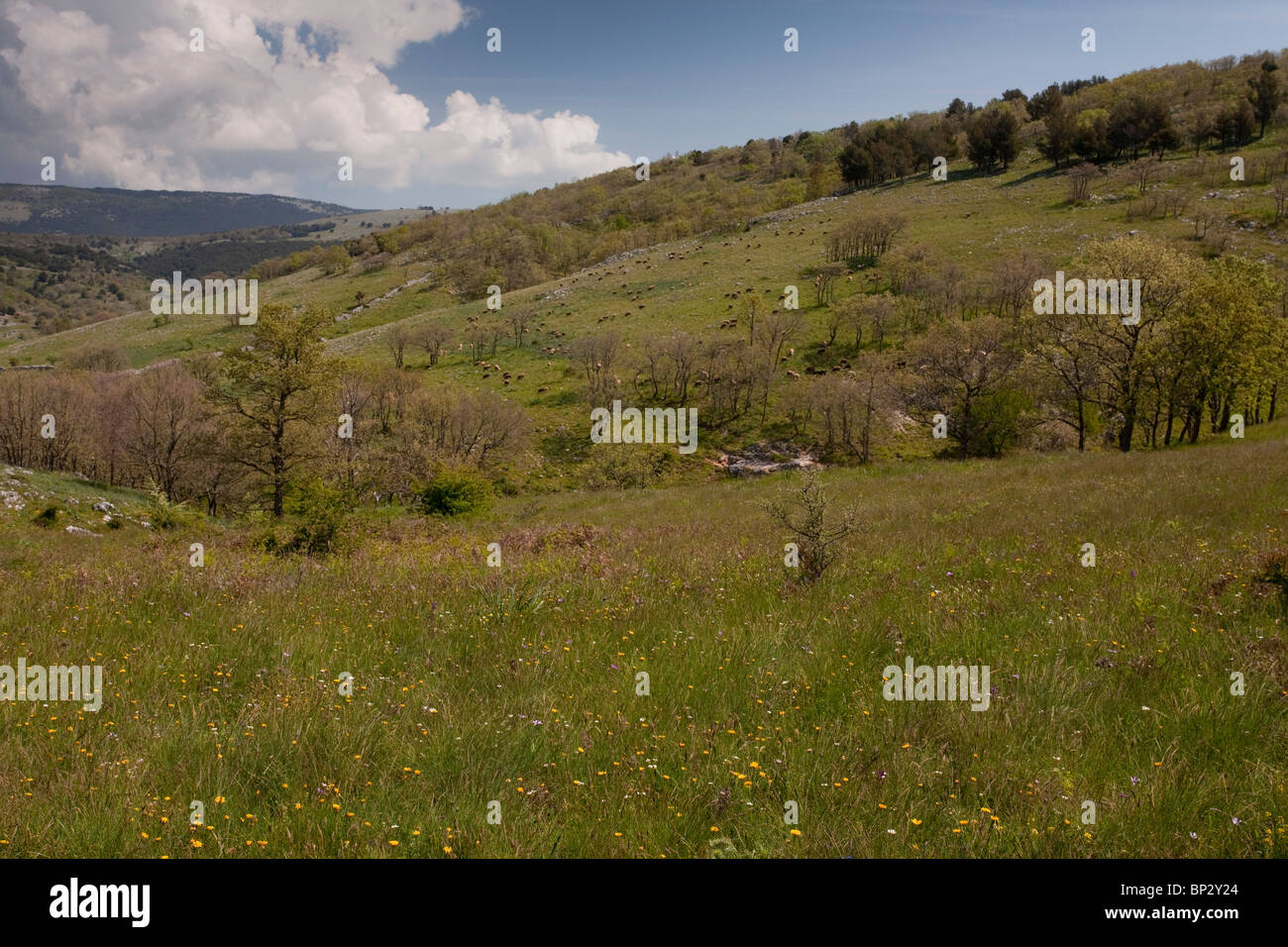 Weidewirtschaft - offene Wälder, Wiesen und Schafen strömen auf der Gargano-Halbinsel, Italien. Stockfoto