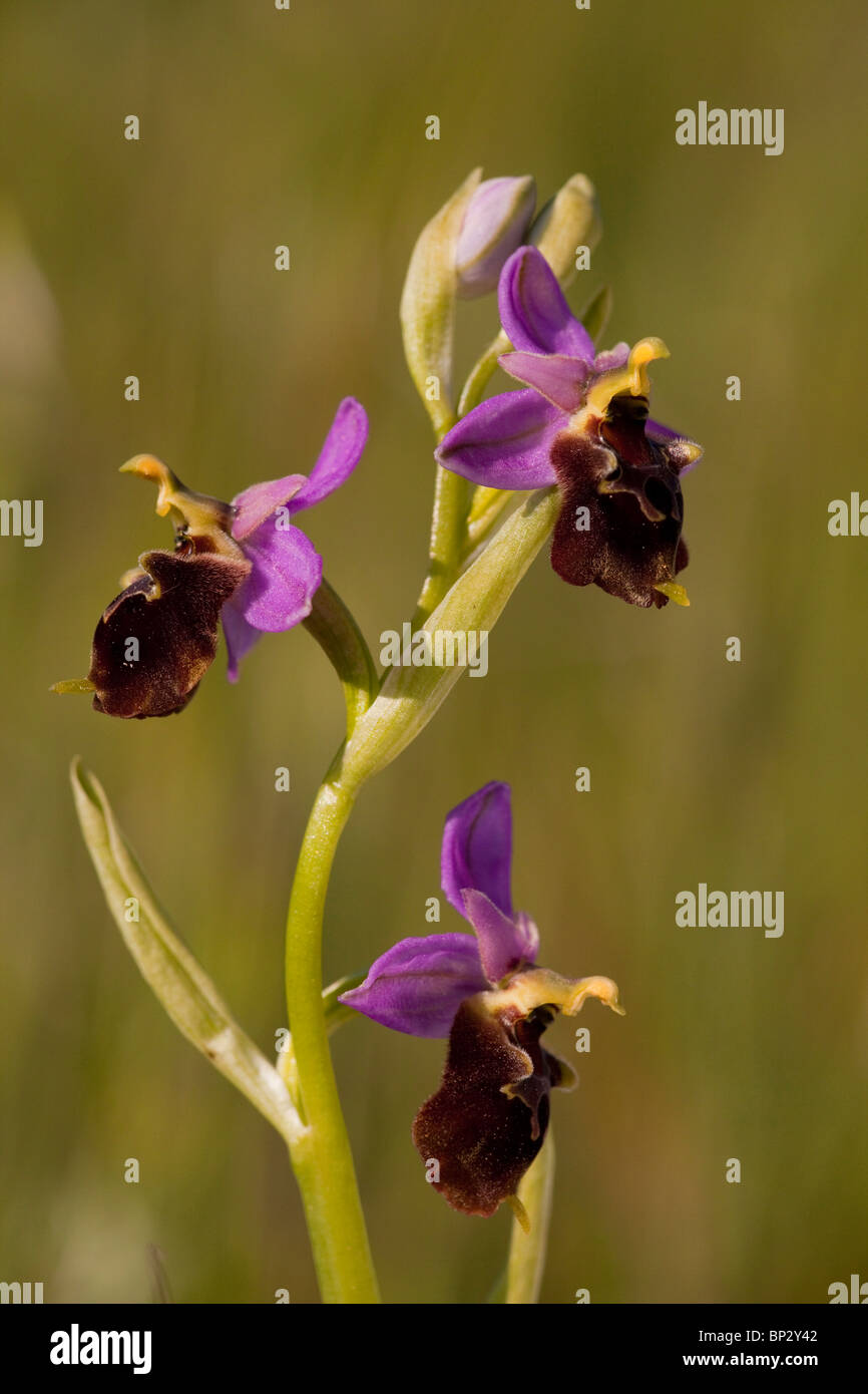 Eine Spinne Orchidee Ophrys Apulica in Gargano-Halbinsel, Italien. Stockfoto