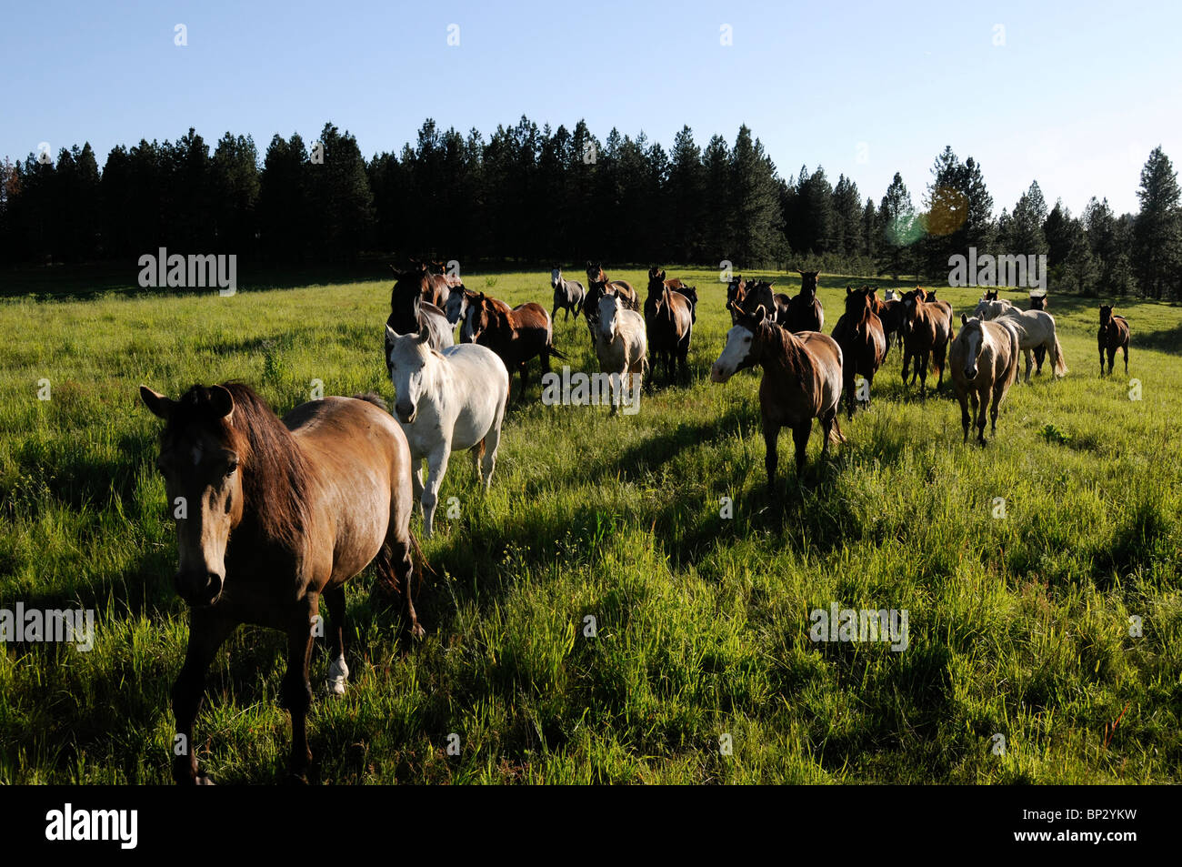 Herde von Lusitano Pferde auf einer Ranch in Oregon. Wildnis-Land. Stockfoto