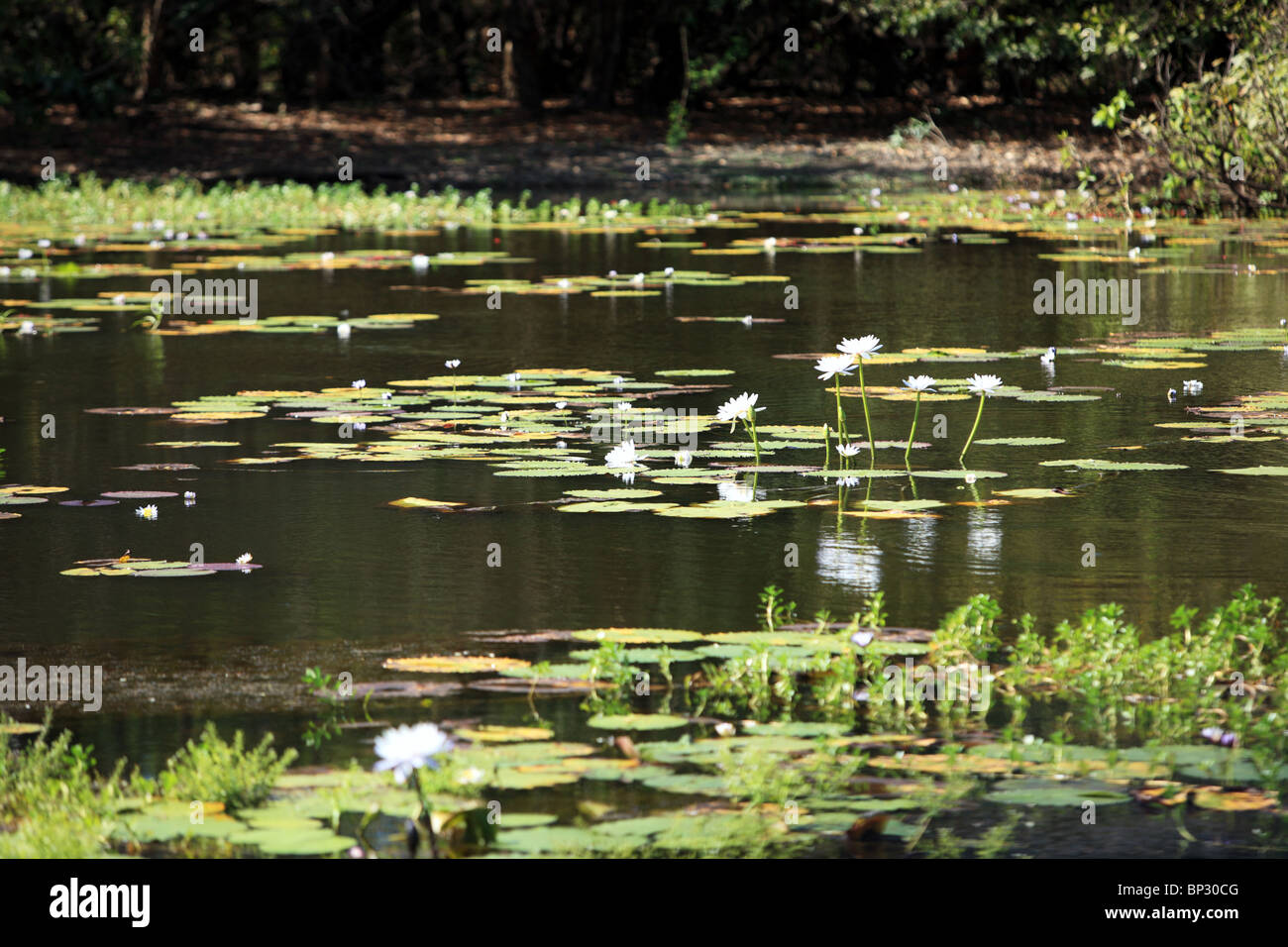 Kakadu National Park, NT, Australien Stockfoto