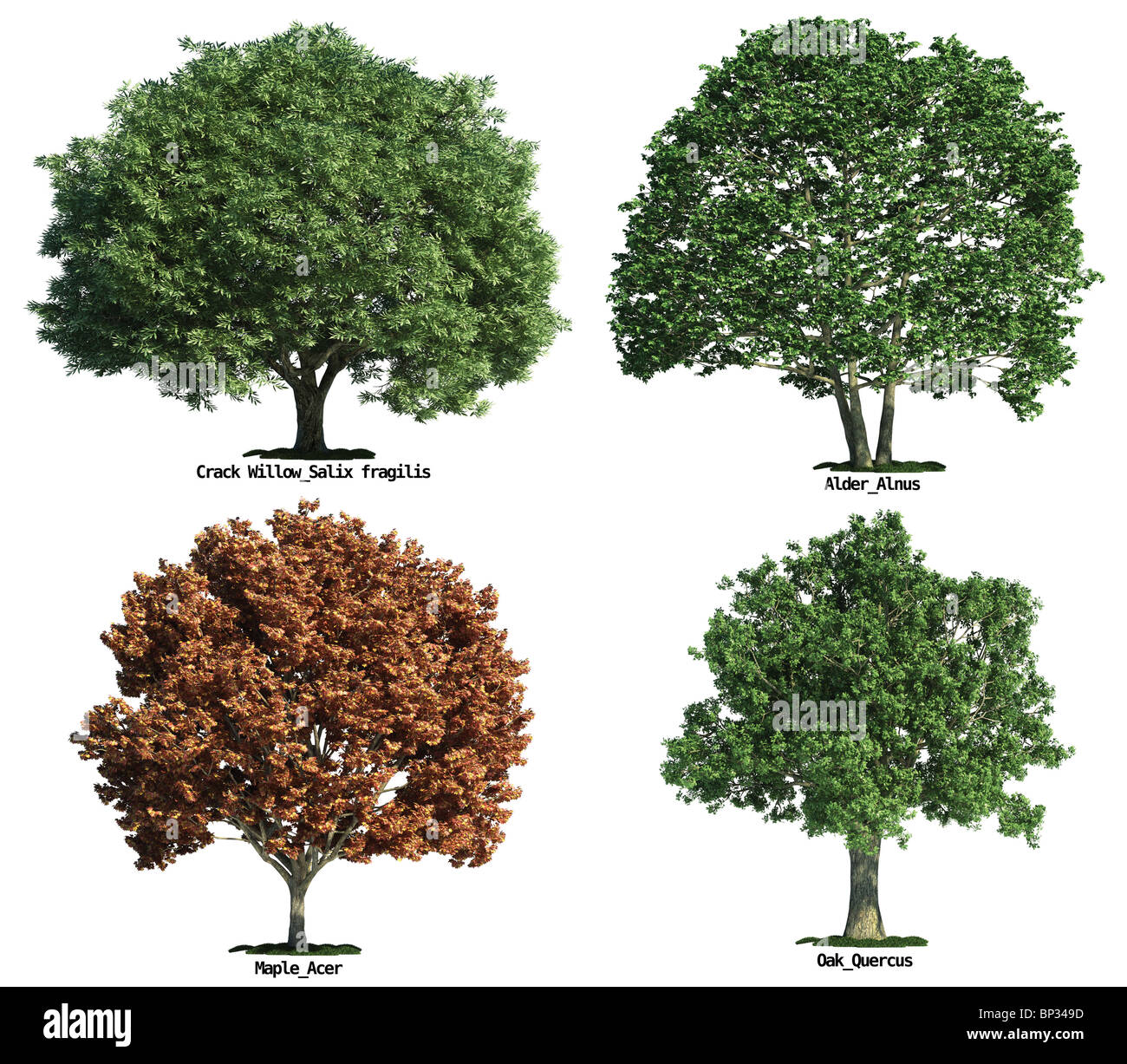 Set von vier Bäume isoliert gegen reinweiß, Crack willow, Eiche, Ahorn, Erle Stockfoto