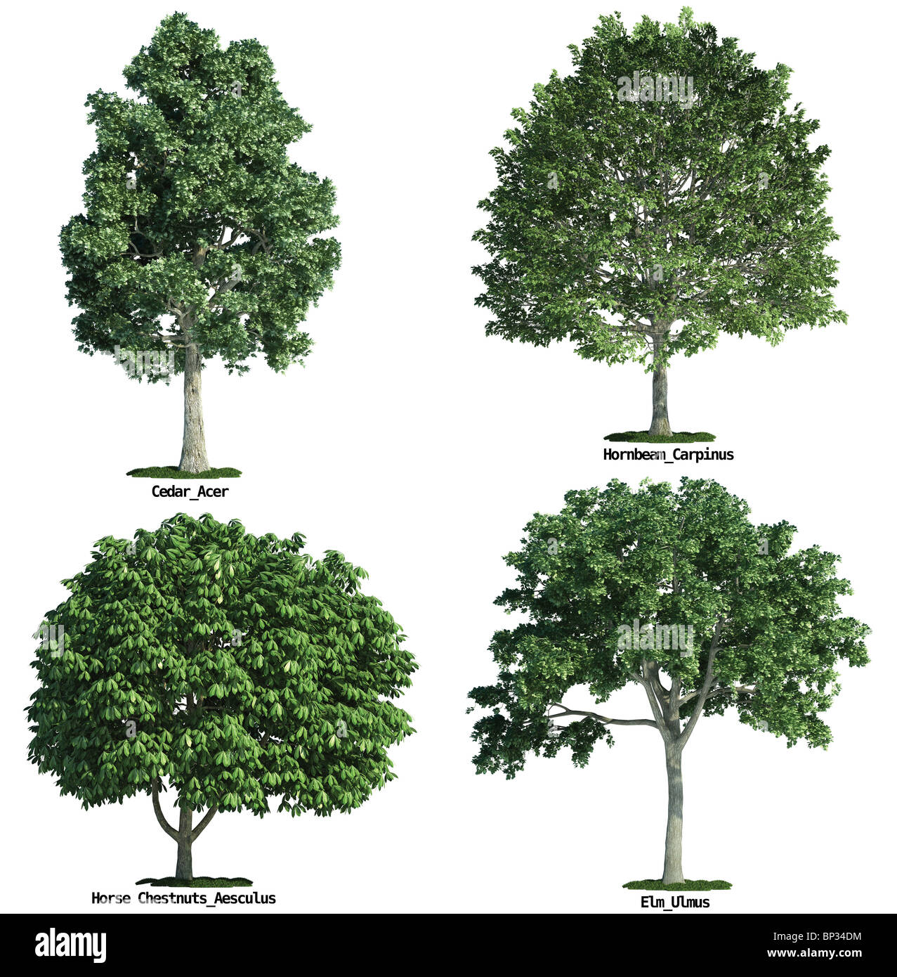 Satz von vier Bäume isoliert gegen reines weiß, Ahorn, Rosskastanien, Hainbuche, Ulme Stockfoto