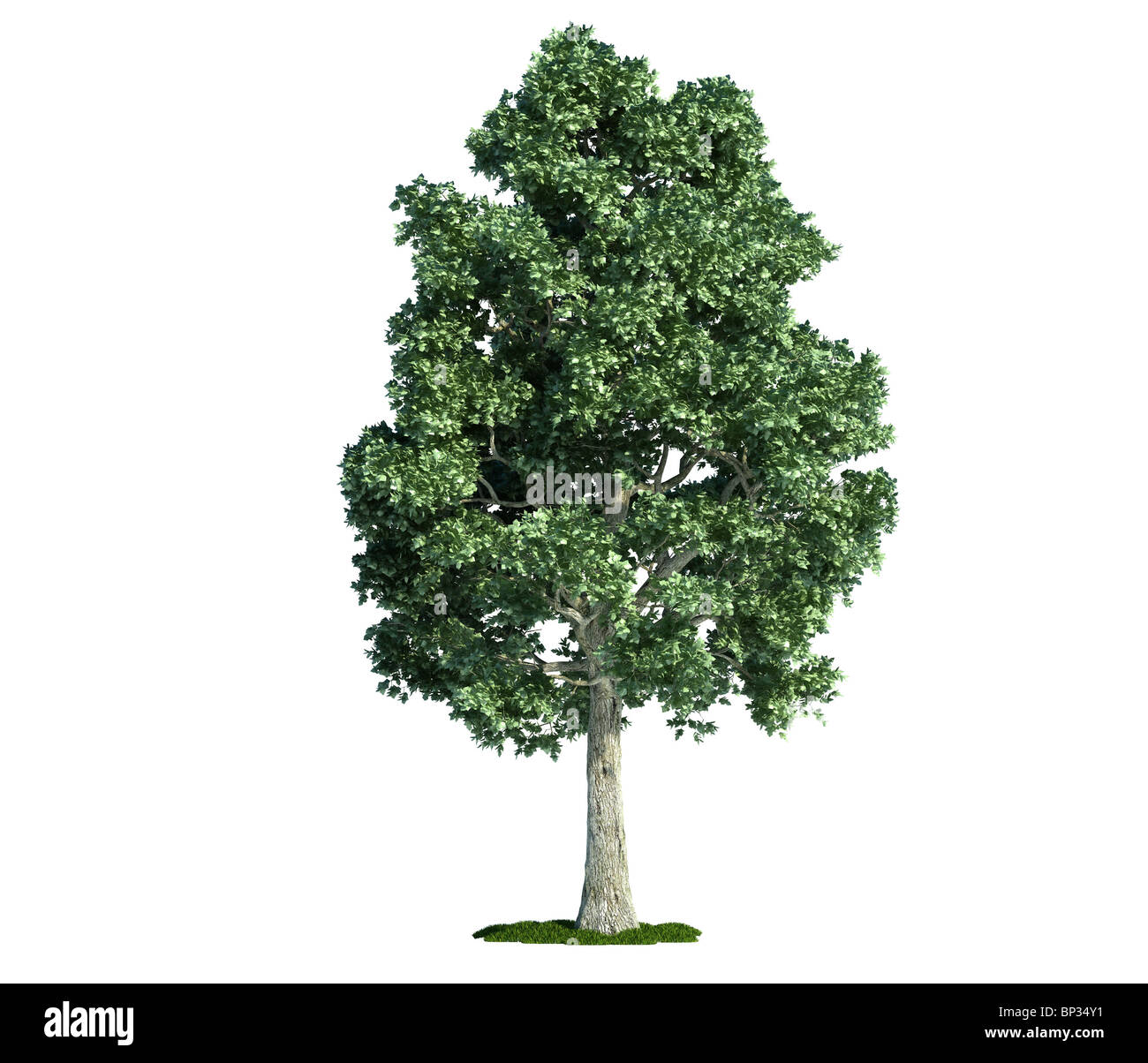 Ahorn (lateinisch: Acer) Baum isoliert gegen reinweiß Stockfoto
