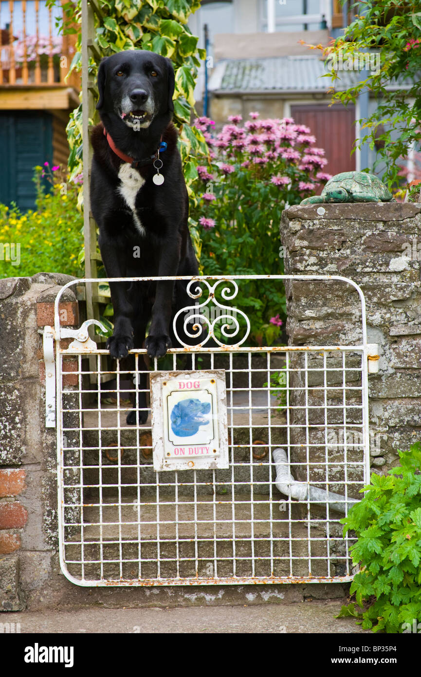 lustige Schilder Hund ON DUTY black Labrador stehend auf Metall
