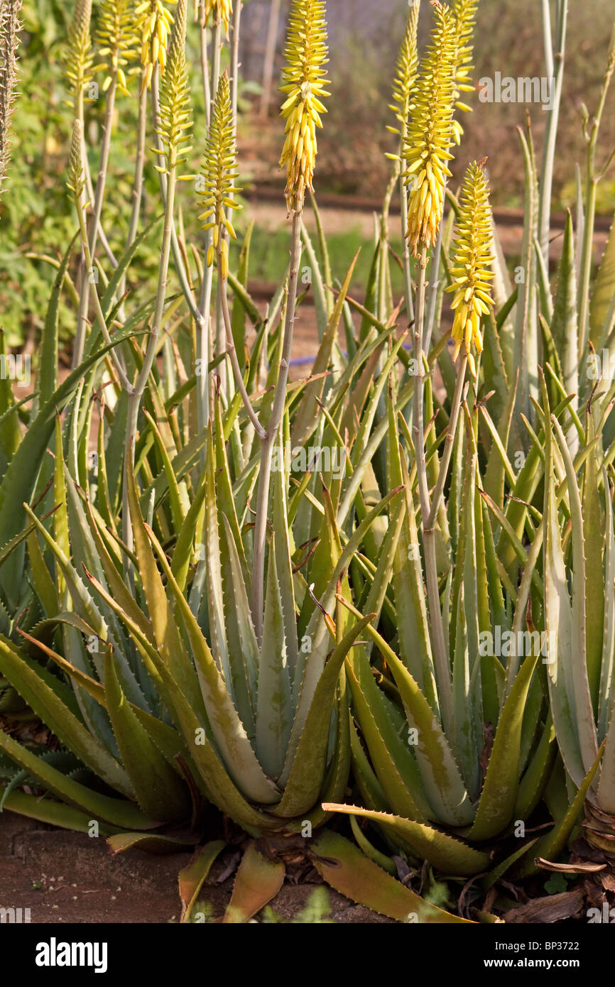 die blaue agave fotos Blue Agave Plant