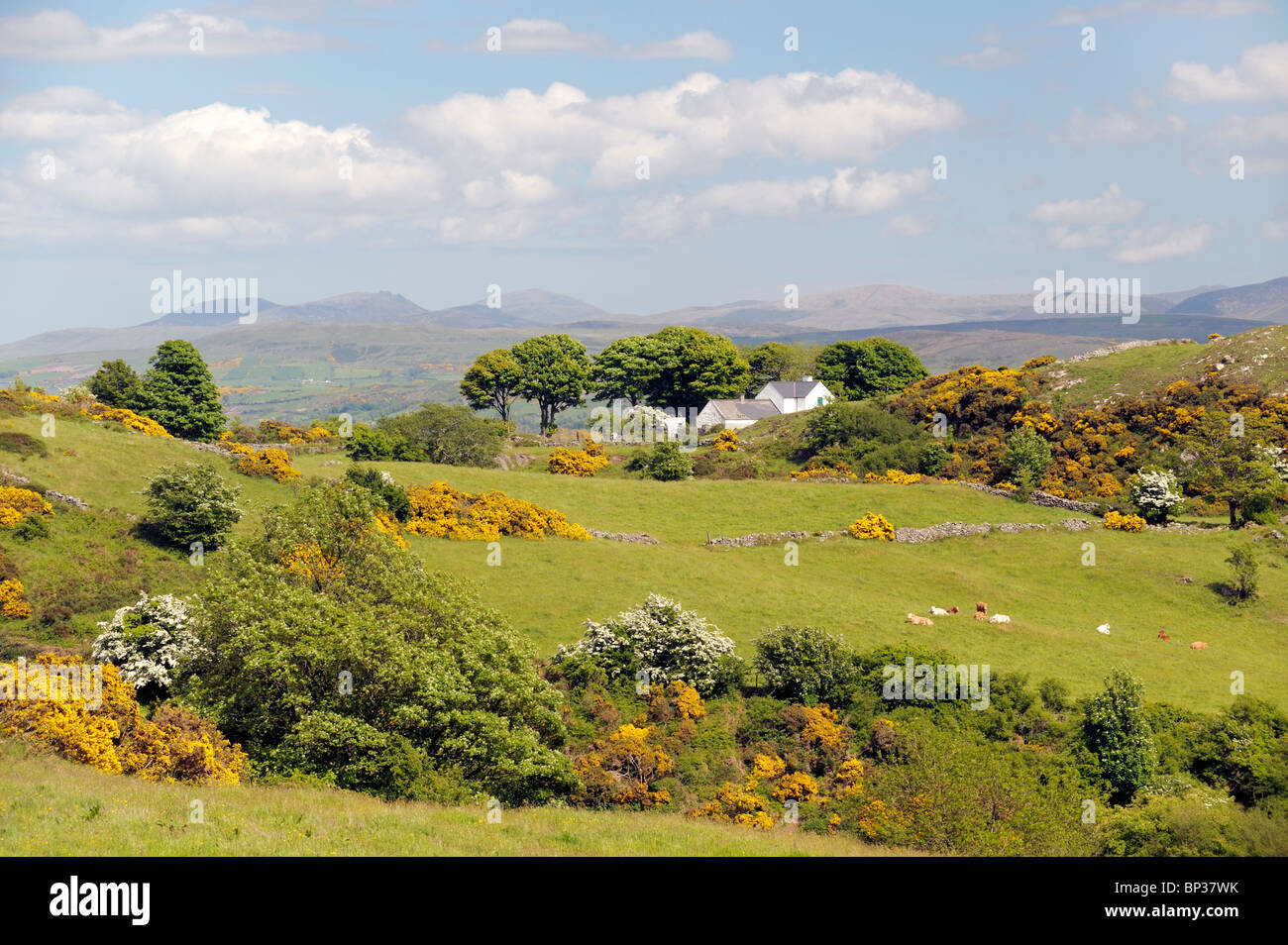 Ackerland zwischen Camlough Berg und Newry, auf dem Ring of Gullion, County Armagh, Nordirland, Vereinigtes Königreich. Blick nach Norden. Sommer Stockfoto