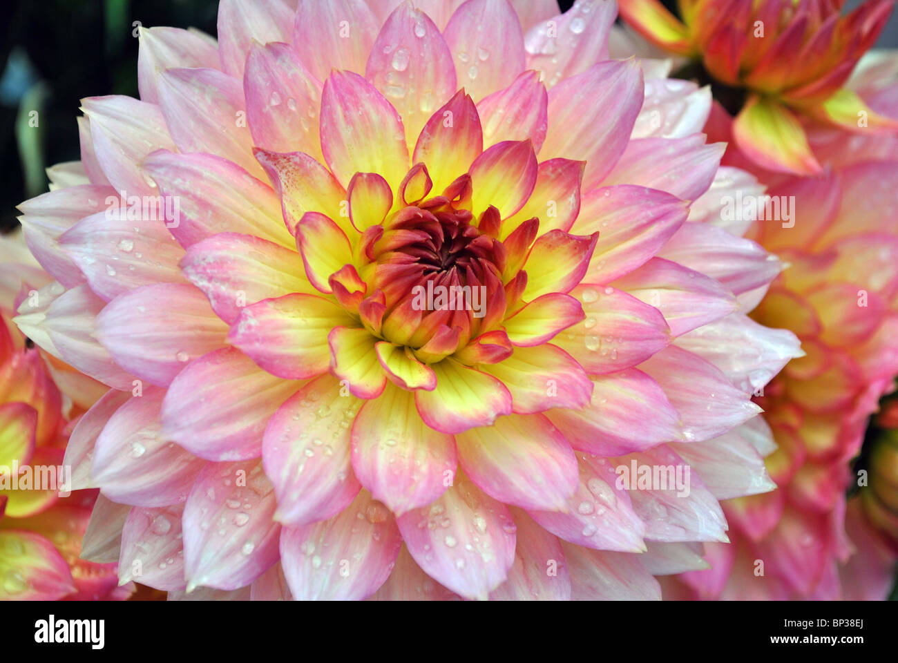 Nahaufnahme einer Dahlie rosa und gelbe Blume Stockfoto