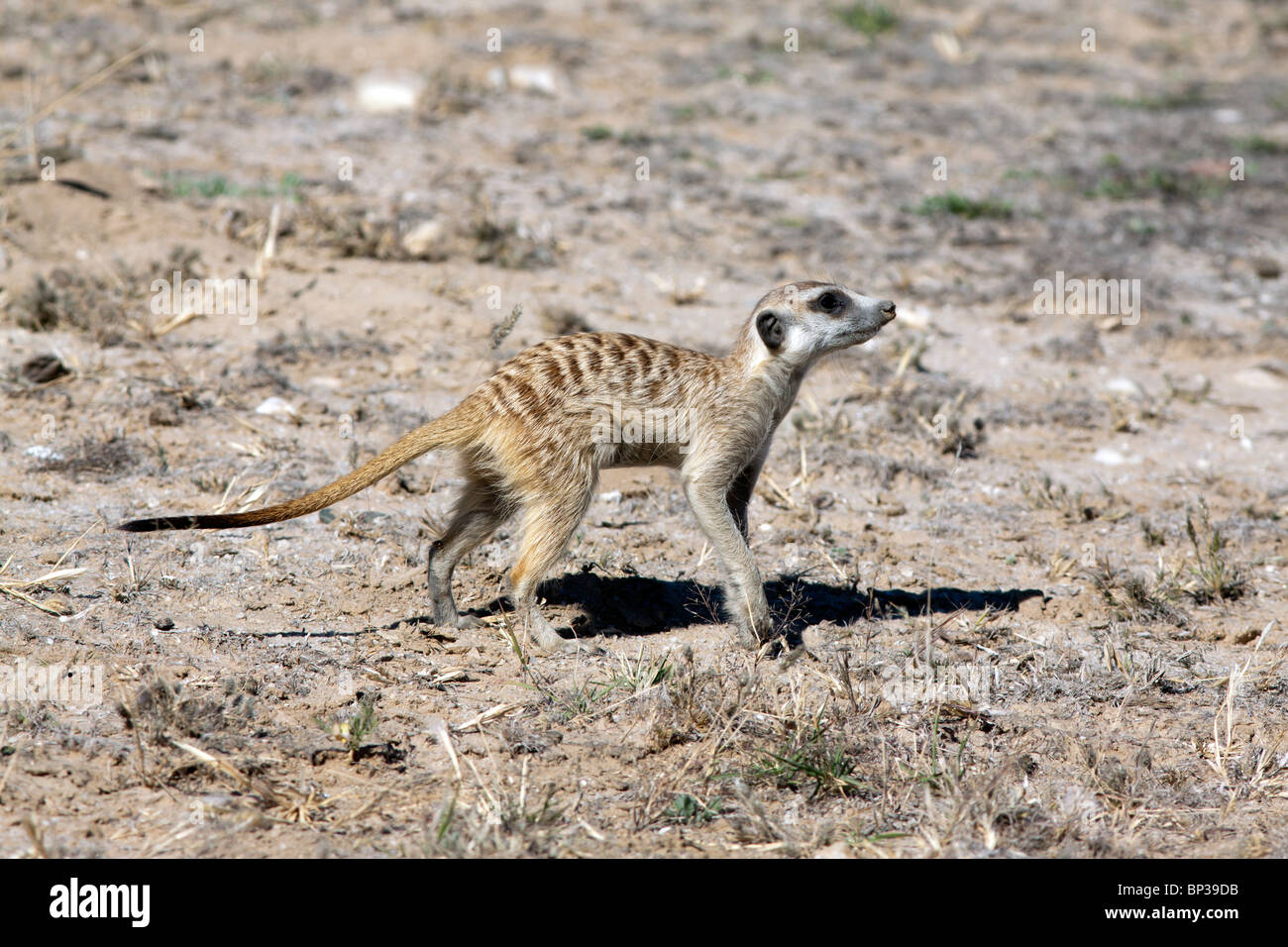 Suricate im Kgalagadi Transfrontier Park Stockfoto