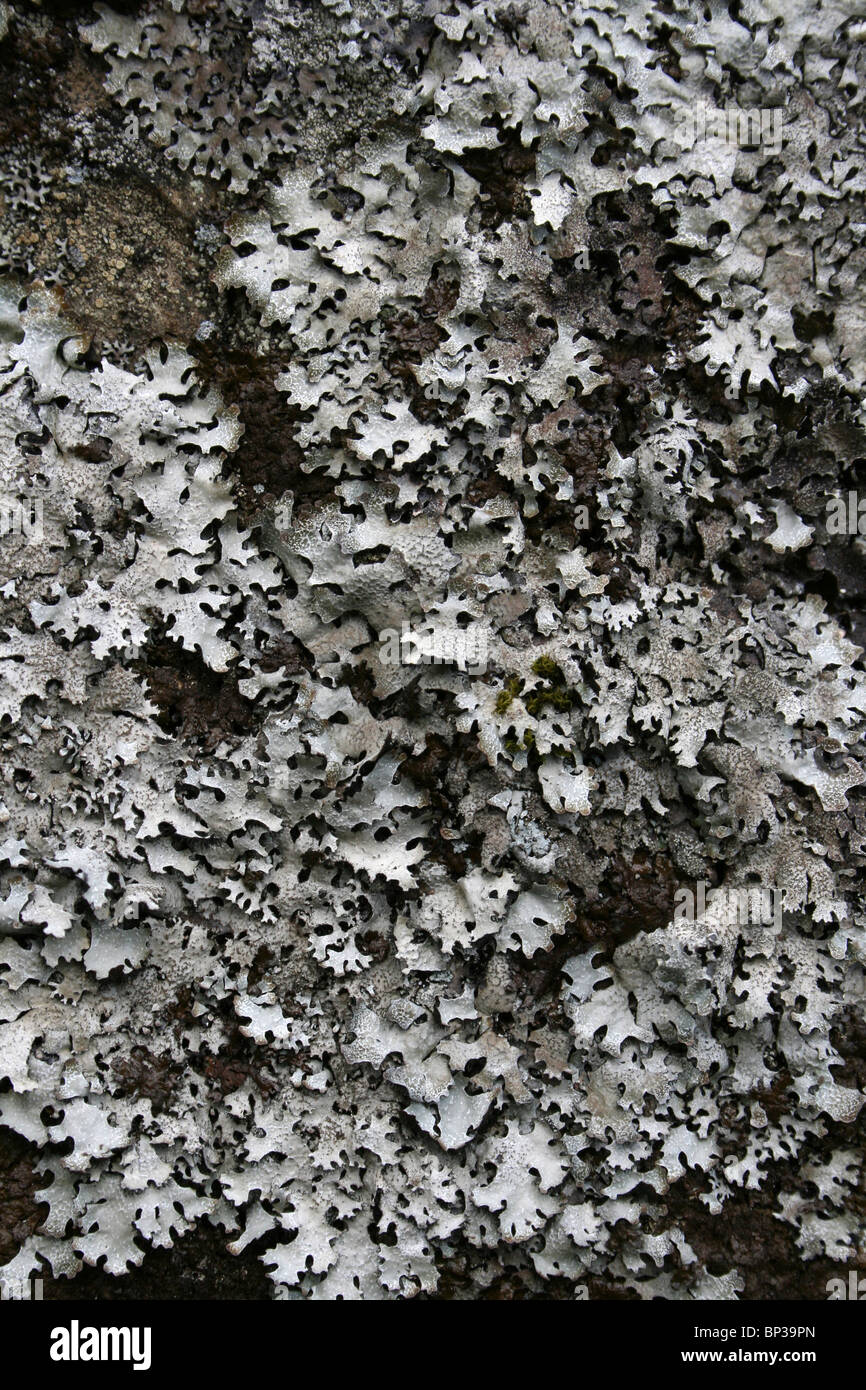 Foliose Flechten Parmelia Inselbogens Taken In Cumbria, UK Stockfoto