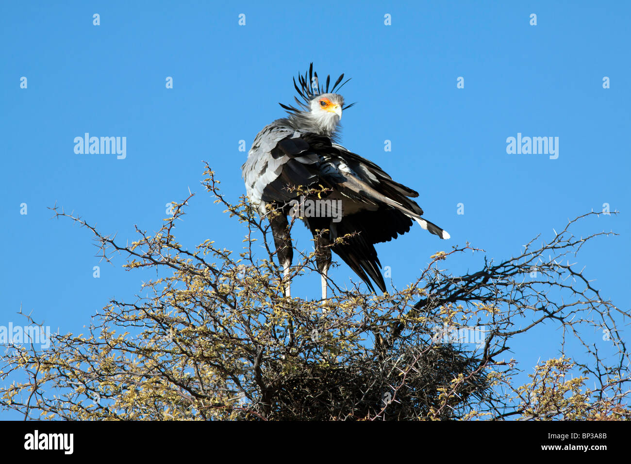 Sekretärin-Vogel, Schütze Serpentarius, Schlafplatz in einem Kamel Dornenbaum im Kgalagadi Transfrontier National Park, Stockfoto