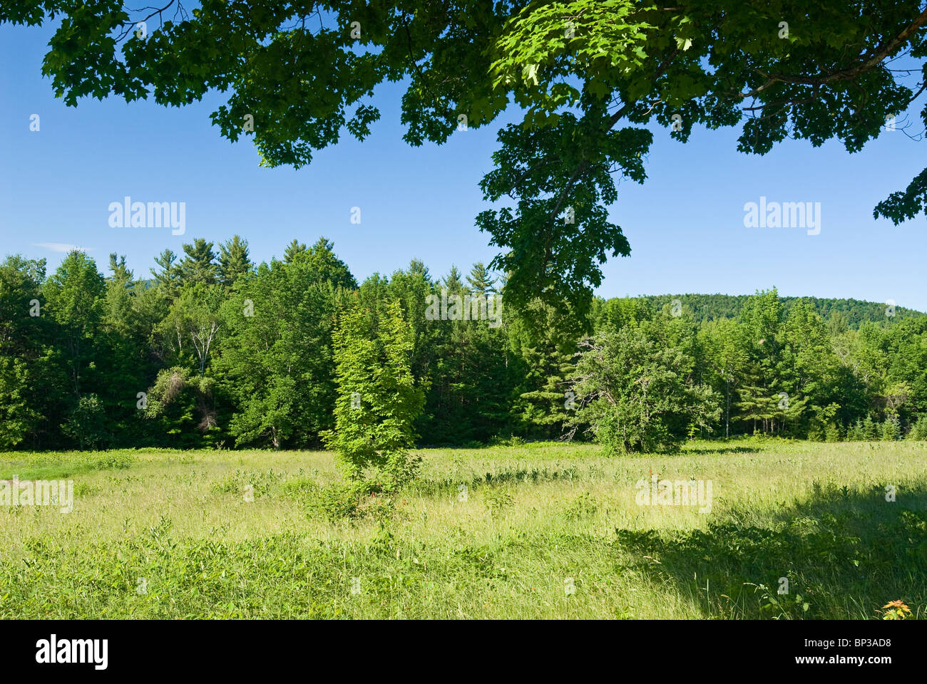 Grünen Wiese im Sommer, New Hampshire. Stockfoto