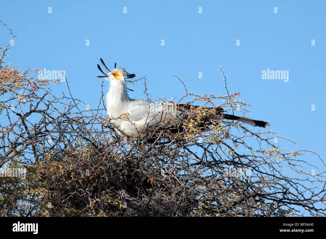 Sekretärin-Vogel, Schütze Serpentarius, Schlafplatz in einem Kamel Dornenbaum im Kgalagadi Transfrontier National Park, Stockfoto