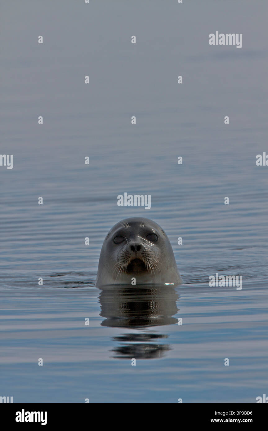 Ringelrobbe in Lancaster Sound, Pond Inlet Nunavut, Kanada Stockfoto