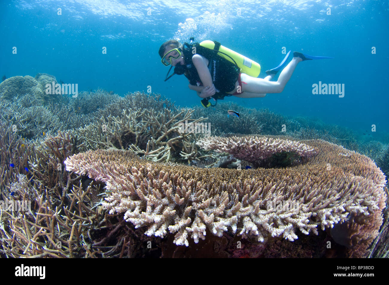Frau über Riff, Pom Pom Island Resort, Celebes-See, Sabah, Ost-Malaysia Tauchen. Stockfoto