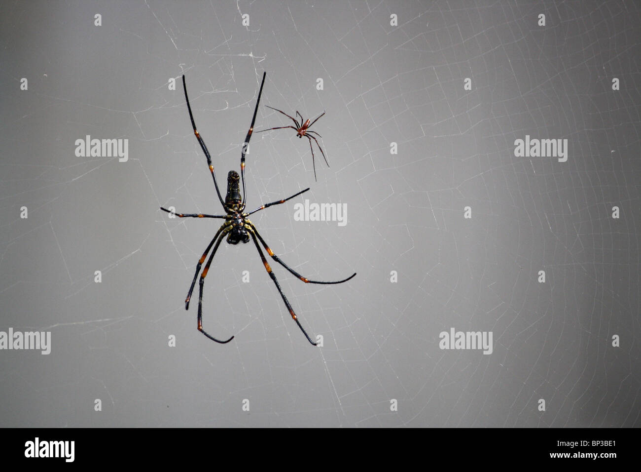 Große goldene Kugel Spinne mit Baby im web Stockfoto