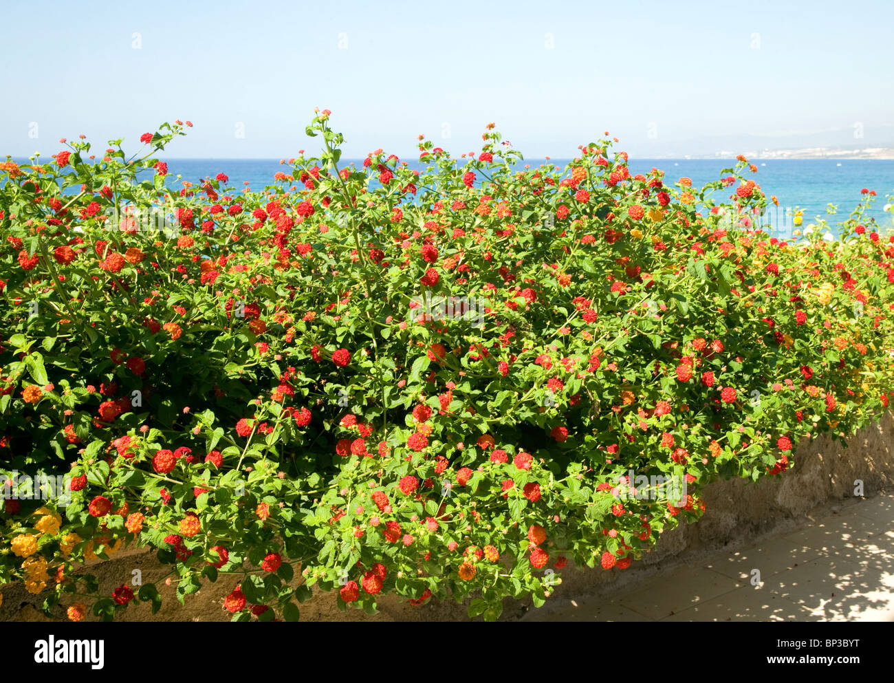 Roter Salbei Lantana, spanische Flagge, Lantana Camara Rhodos Griechenland Stockfoto