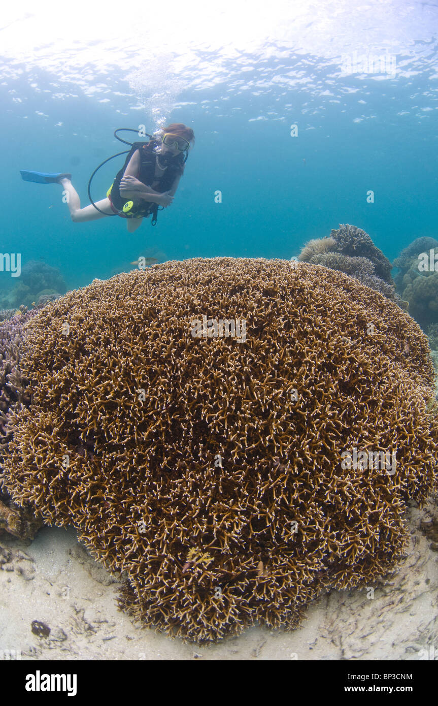 Frau, die über große Korallen, Ost-Malaysia, Sabah, Pom Pom Island Resort, Celebes-See Tauchen. Stockfoto