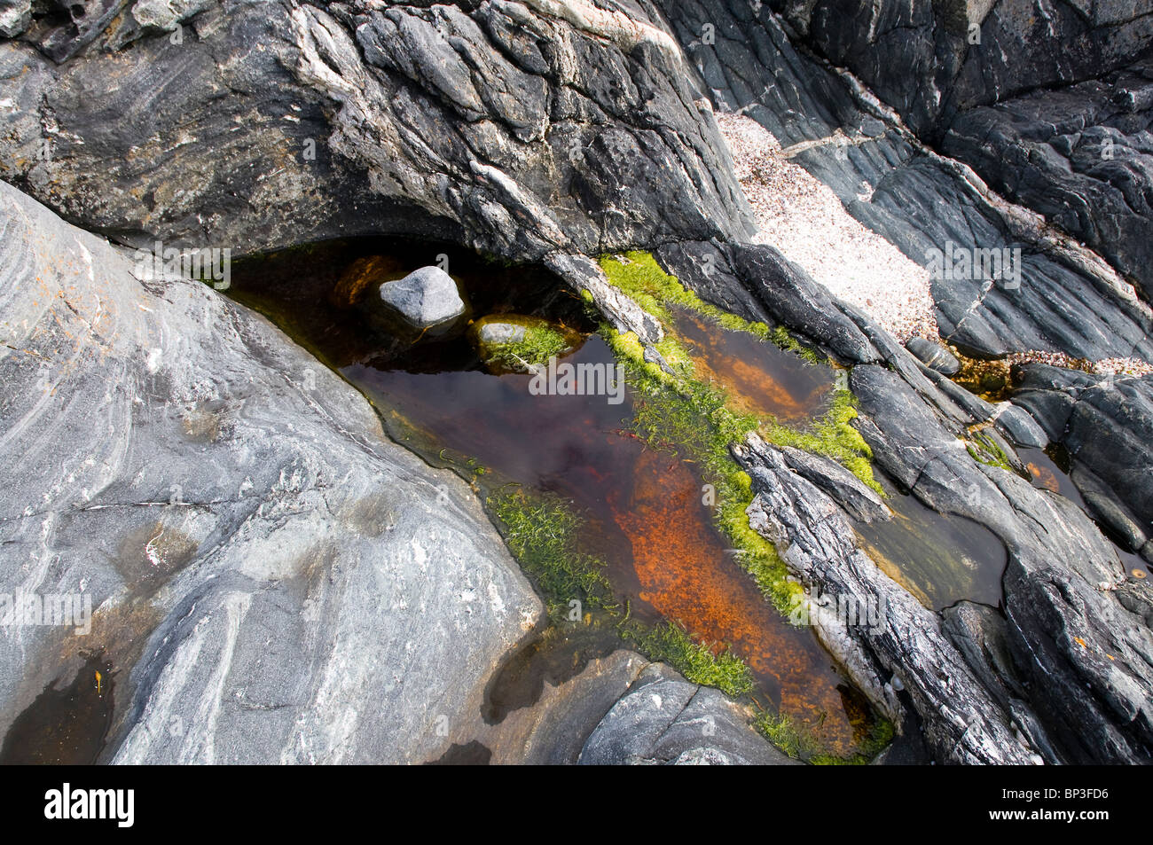 bunten Algen in einem Rock Pool an der Westküste von Norwegen Stockfoto