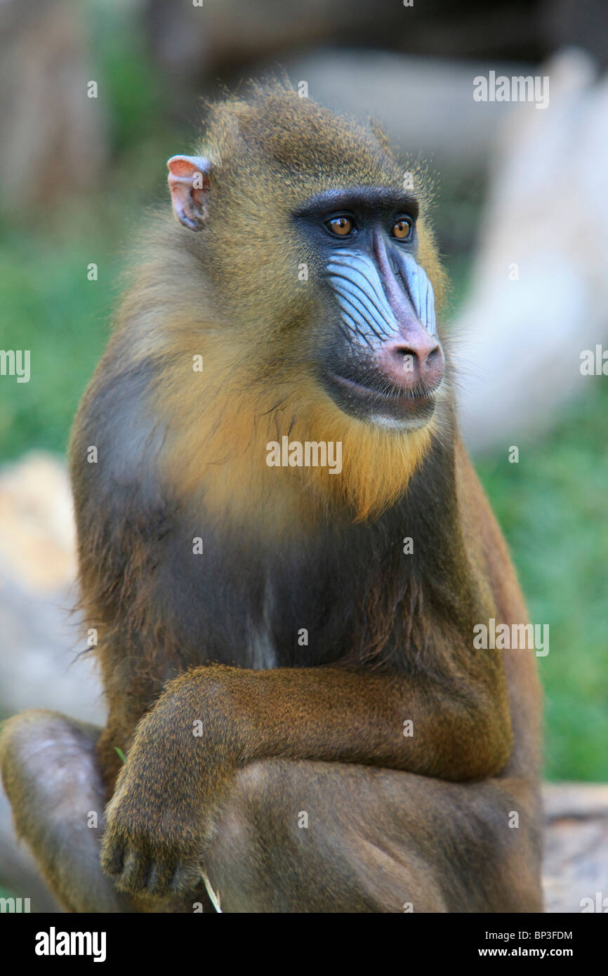 Buenos Aires, Argentinien; Mandrill (Mandrillus Sphinx), aus Nigeria und Kongo, In den zoologischen Gärten von Palermo Stockfoto