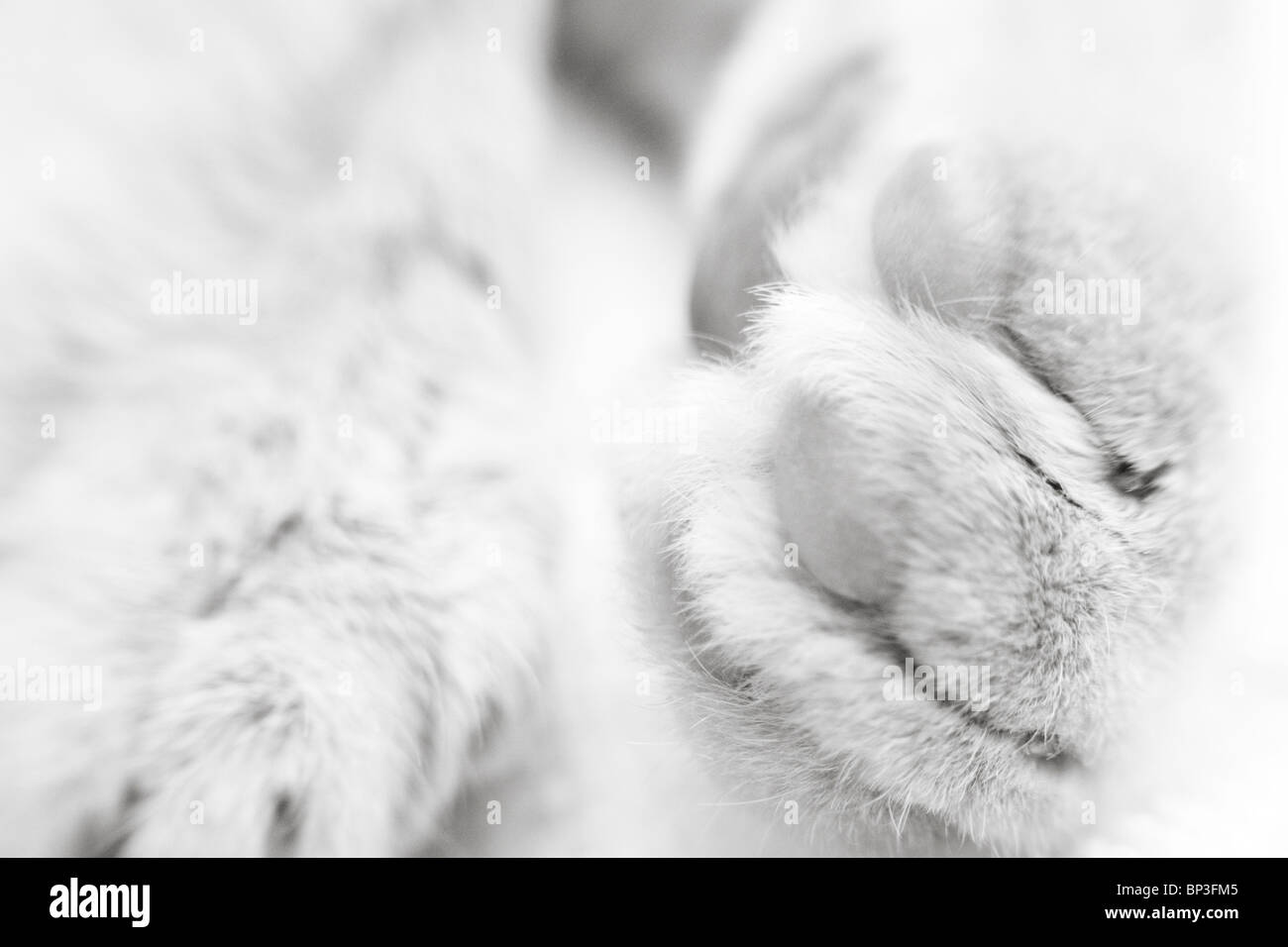 Nahaufnahme von einem Katzenpfoten Stockfoto
