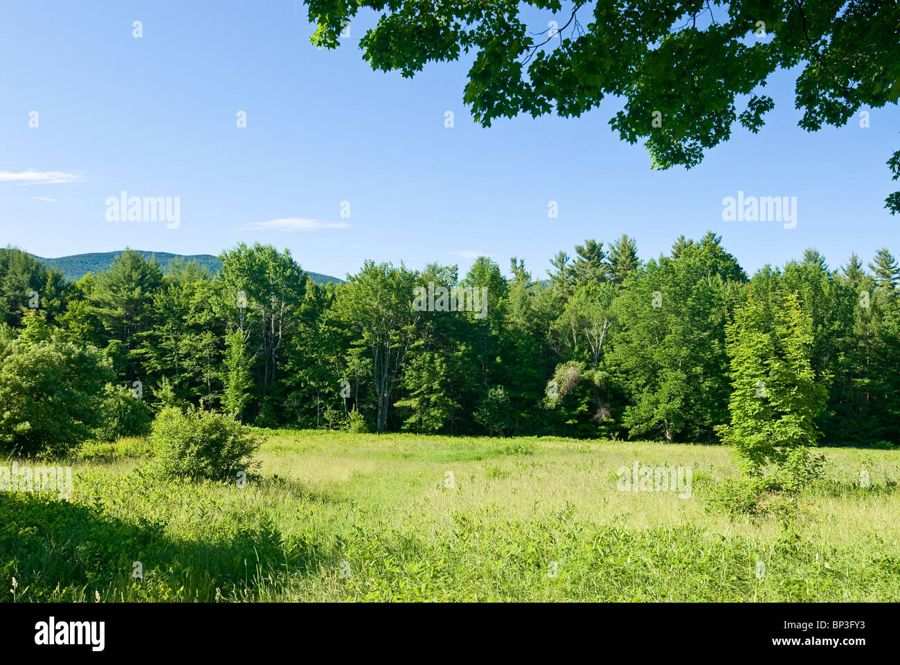 Grünen Wiese im Sommer, New Hampshire. Stockfoto