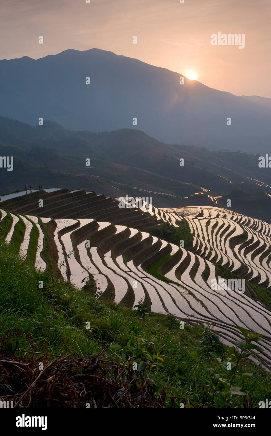 Sonnenaufgang am Dragon es Rückgrat Reis-Terrassen in der Nähe von Yao Dorf Dazhai, Provinz Guangxi, China Stockfoto