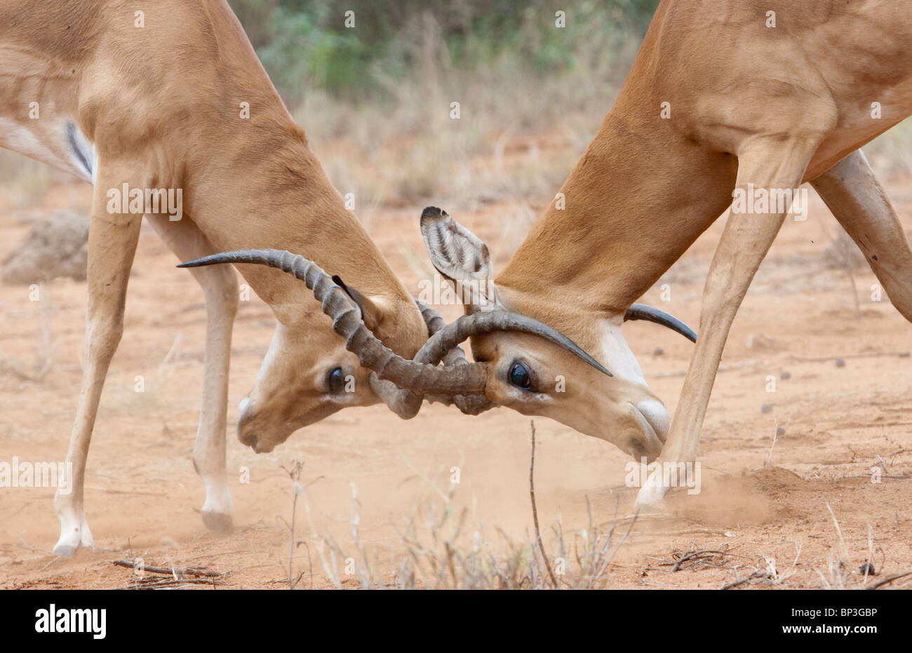 Männchen Impala (Aepyceros melampus) kämpfen, Tsavo East Nationalpark, Kenia. Stockfoto