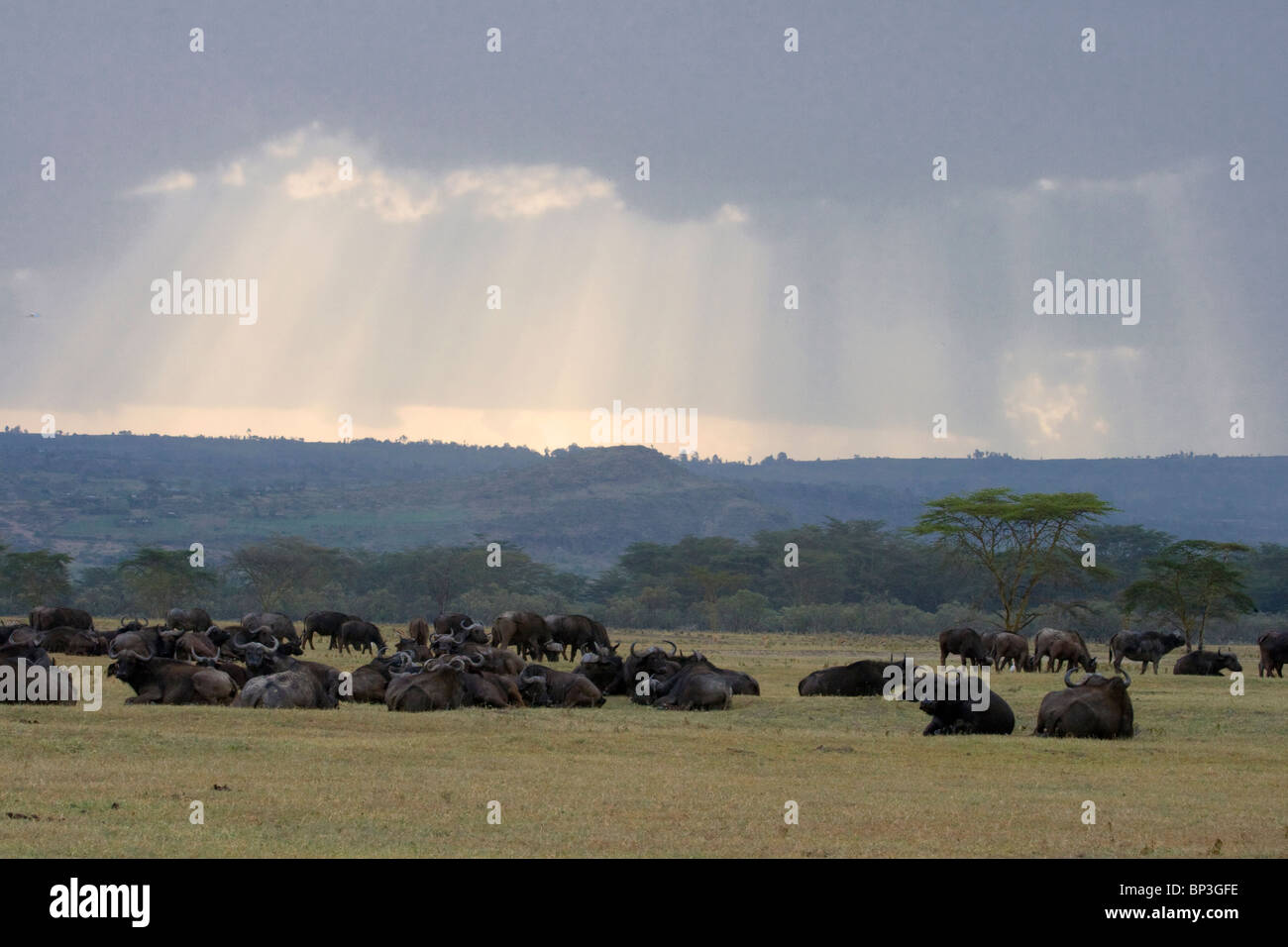 Afrikanische Büffel (Syncerus Caffer) Verlegung nach Regen in Savanne, entlang der Küste des Lake Nakuru, Kenia. Stockfoto