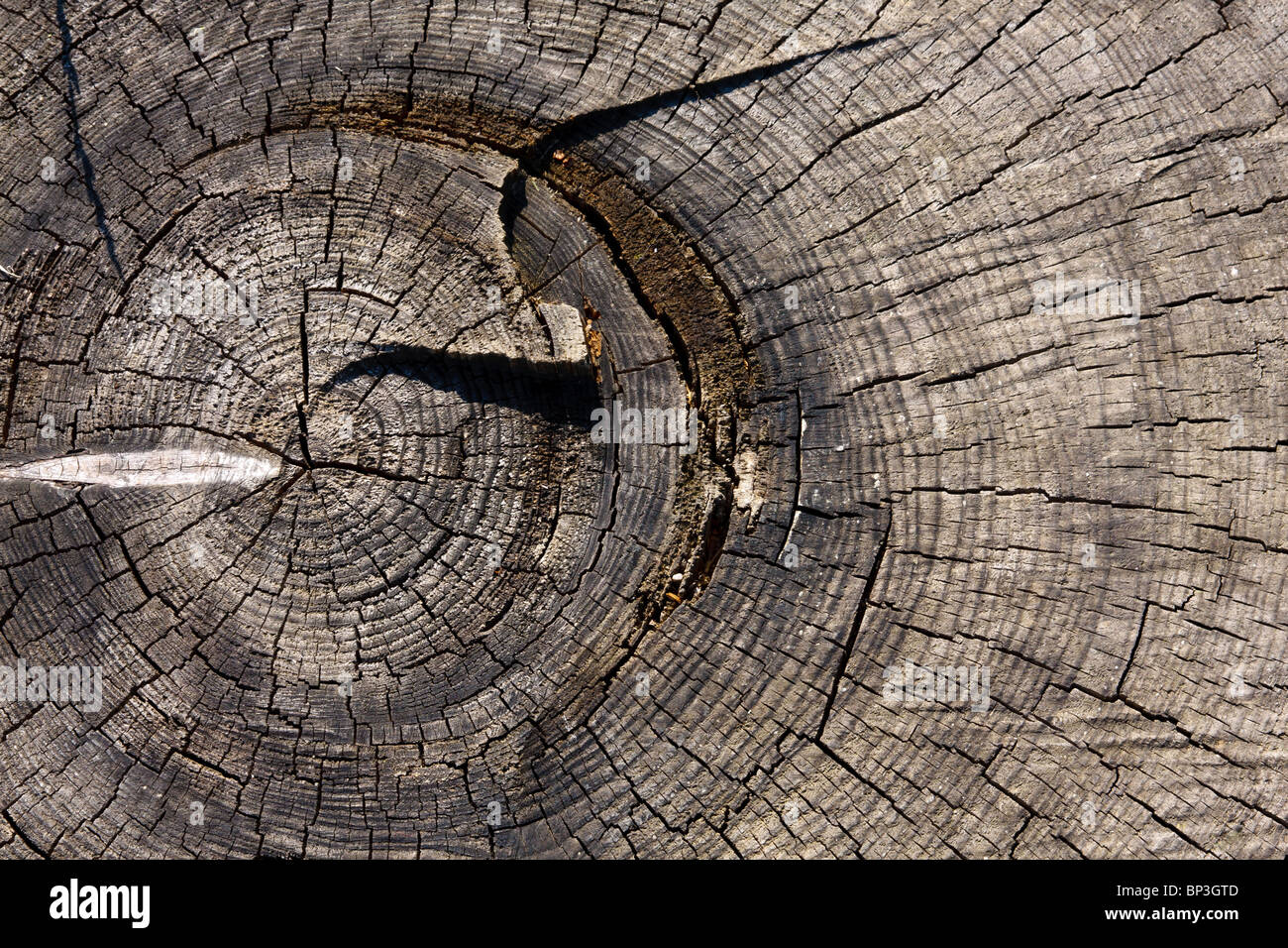 Alte hölzerne Baumstumpf Stockfoto
