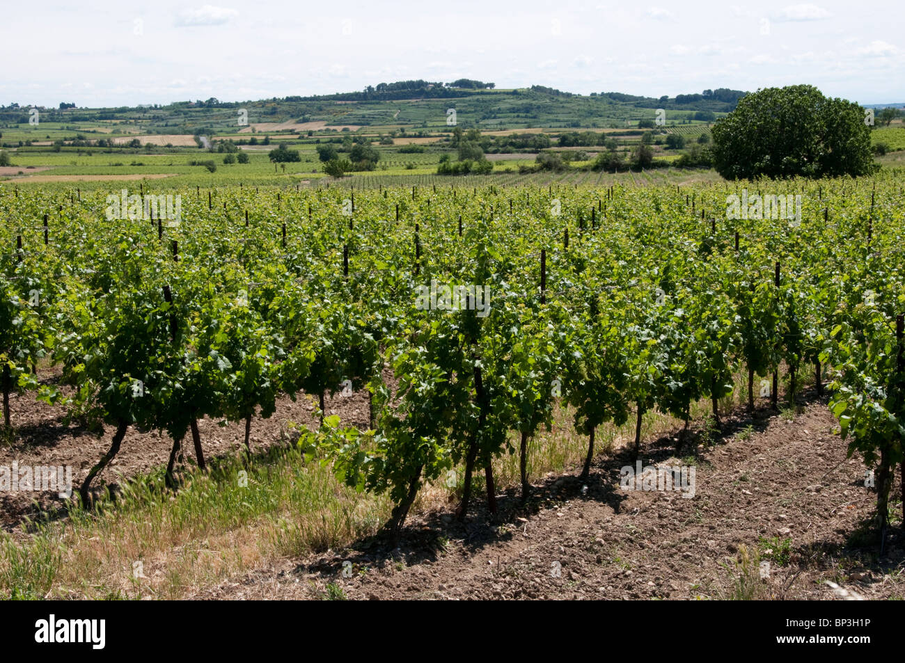 Reben wachsen in typischen Herault Landschaft nördlich von Beziers, Frankreich Stockfoto
