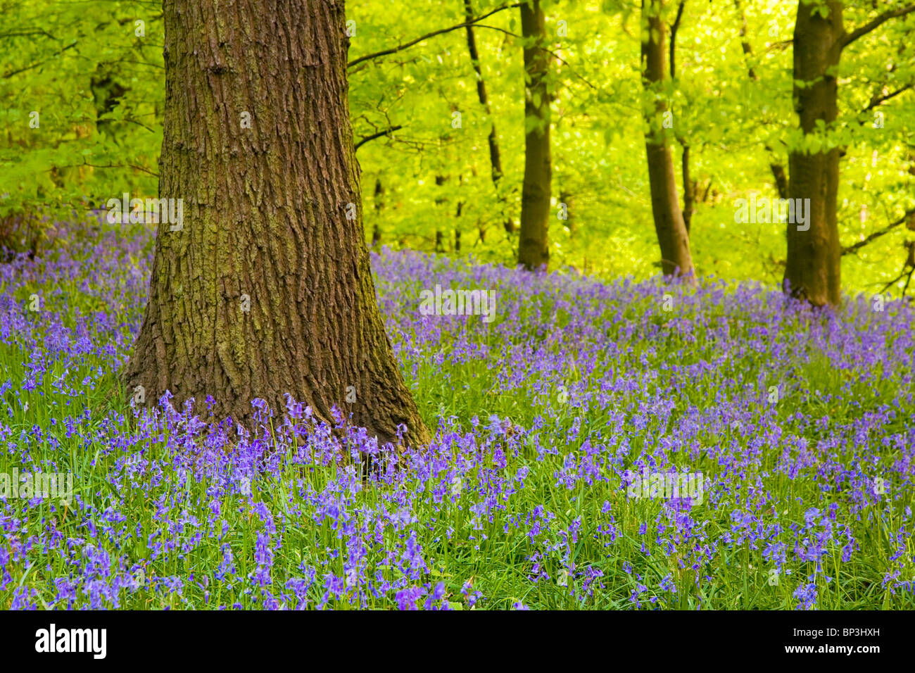 Glockenblumen oder Frühling Wildblumen im Bluebell Woods Waldgebiet am unteren Hopton Woods Mirfield West Yorkshire UK Stockfoto