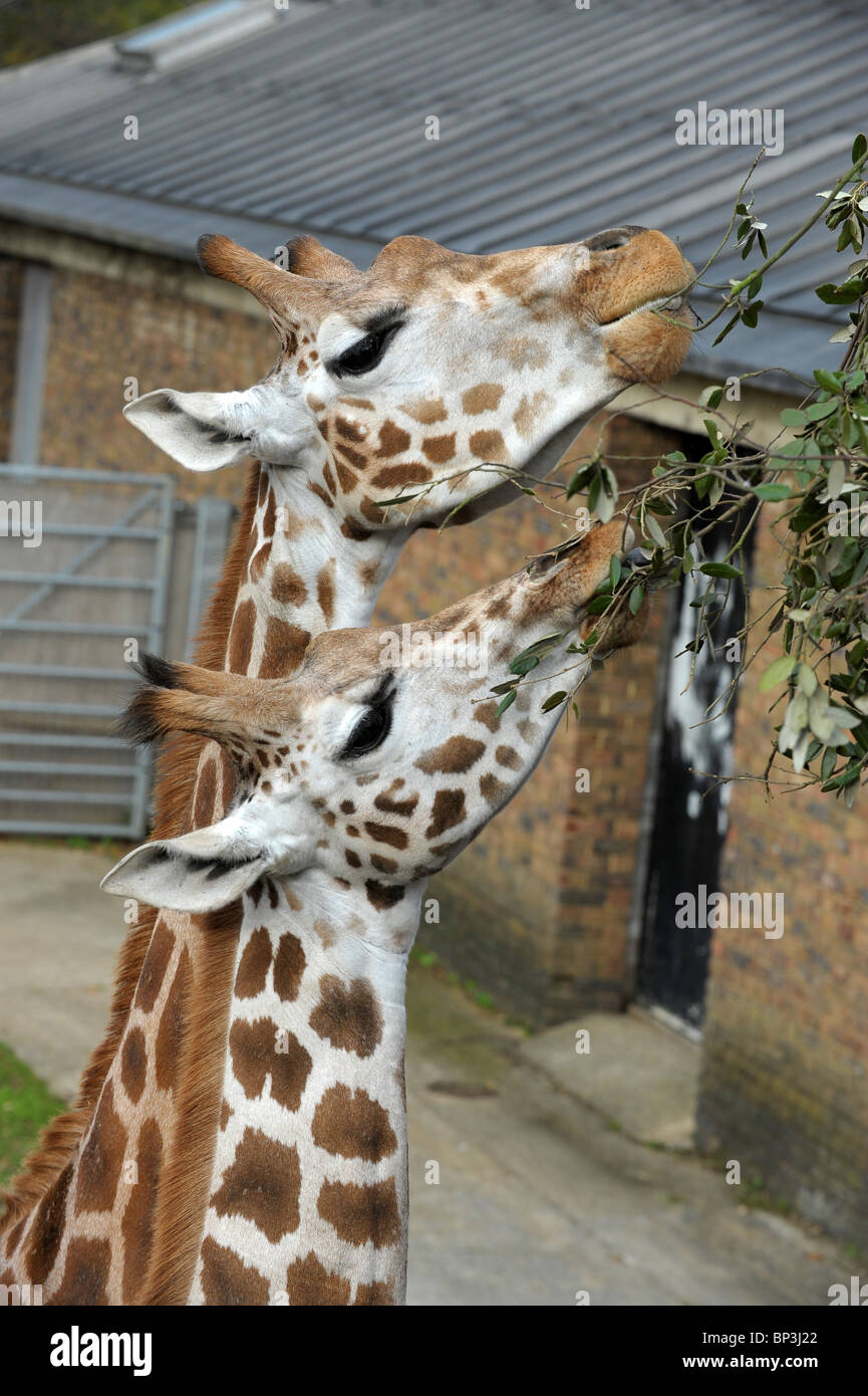 Zwei Giraffen Essen Blätter im Londoner Zoo. Stockfoto