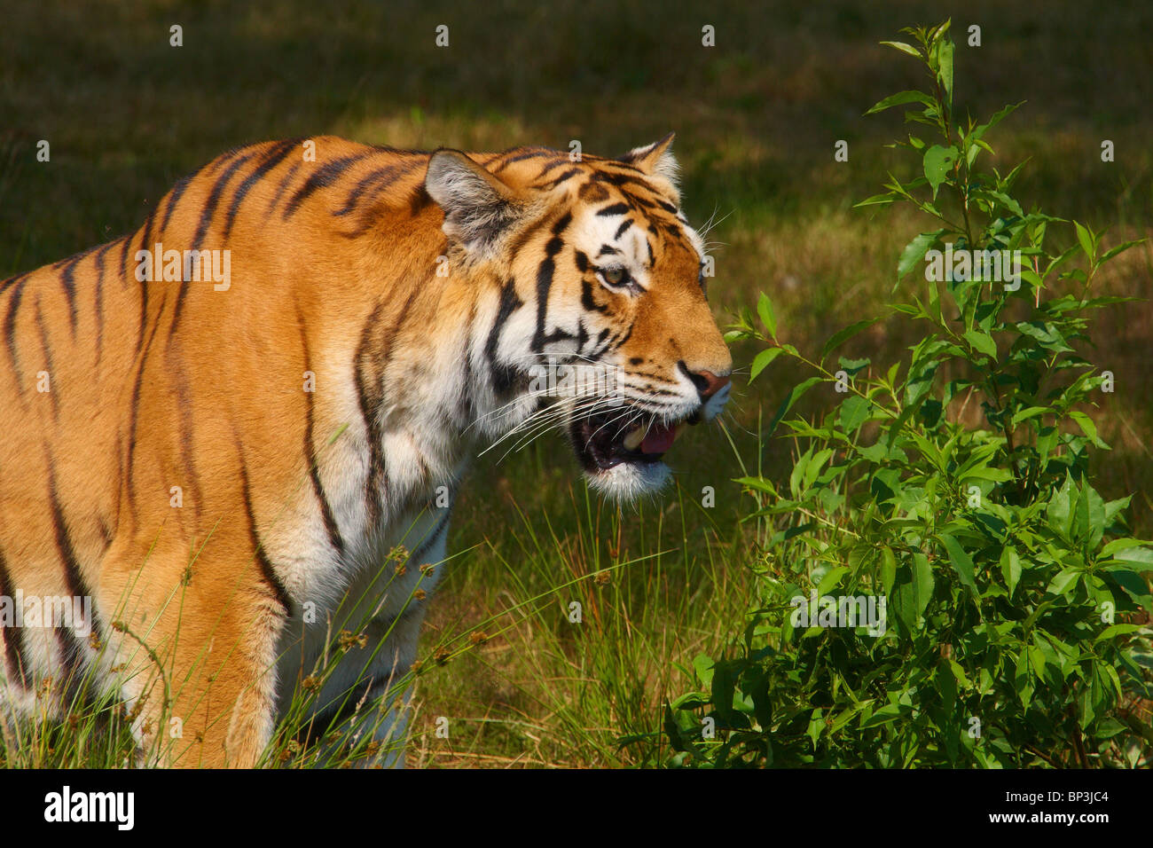 Sibirische Tiger versteckt sich hinter einem Busch, warten auf den richtigen Moment zum Angriff Stockfoto