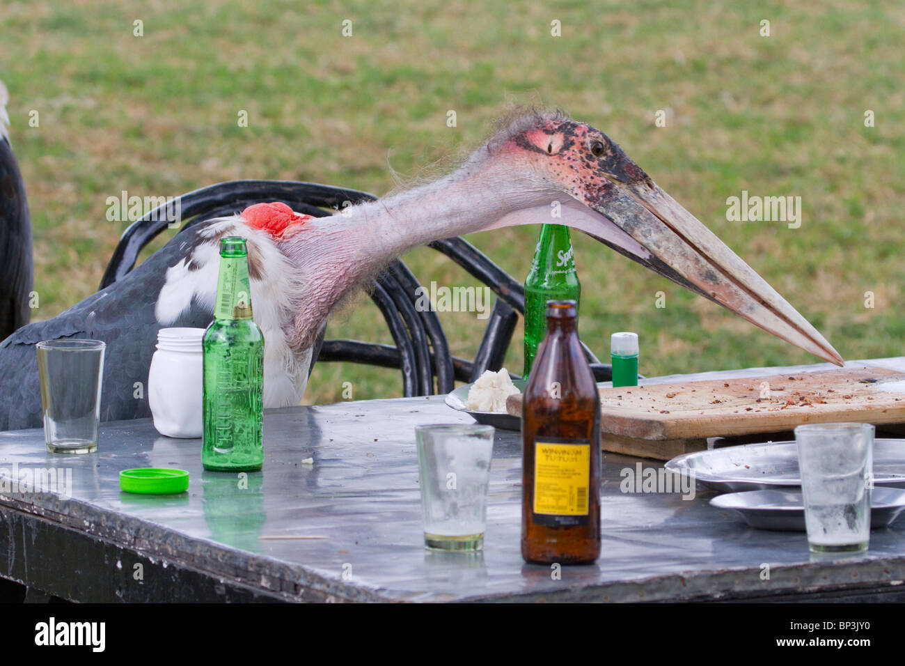 Marabou Stork (Leptoptilos crumeniferus), der nach der Abreise der Kunden in Zentralkenia ein offenes ländliches Restaurant durchdunst Stockfoto