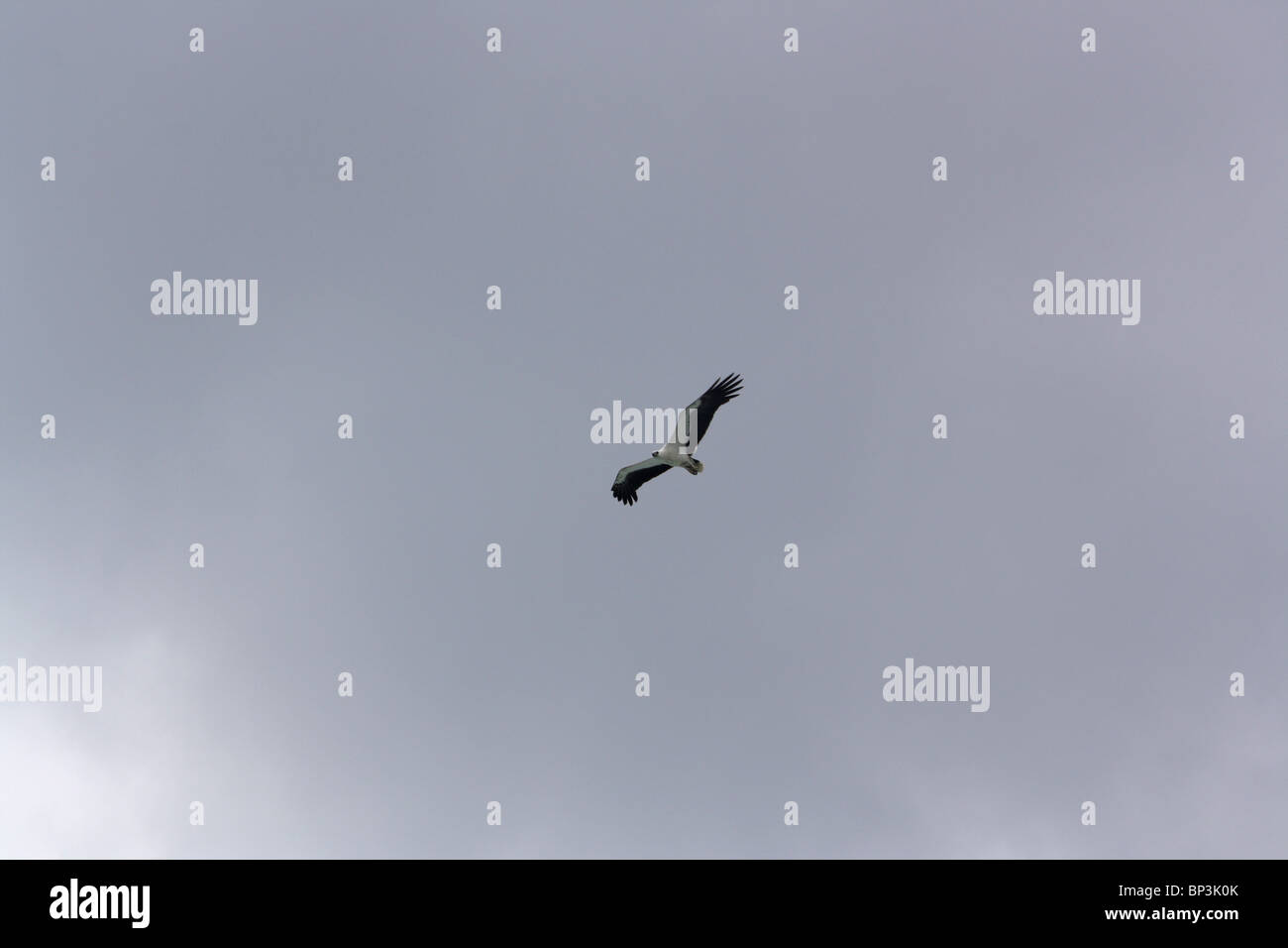 Große Adler fliegen mit Flügeln gegen Stimmungsvoller Himmel ausgestreckten Stockfoto