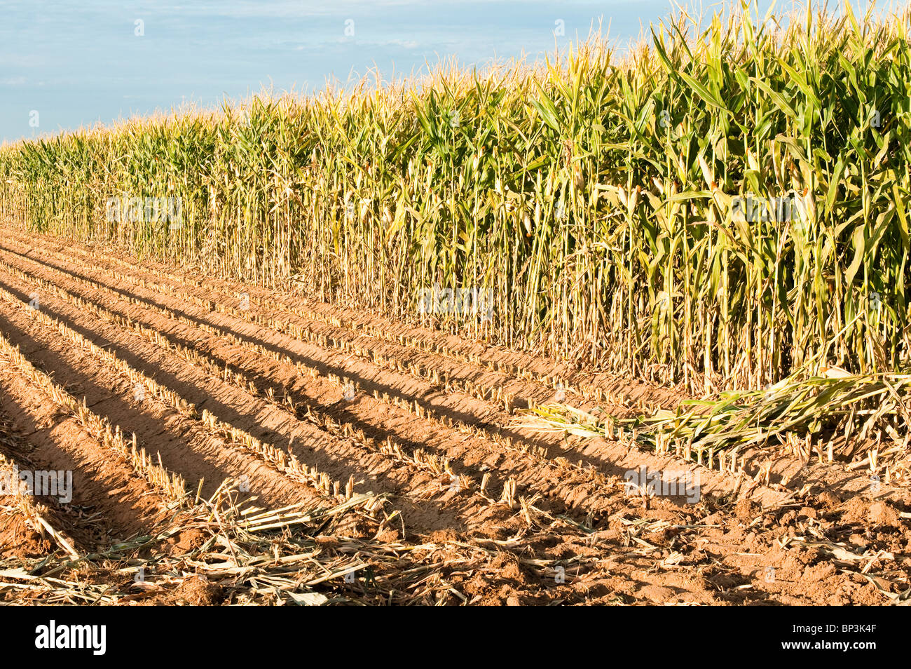 Eine reifende Kornfeld in Arizona mit Zeilen für Silage im Vordergrund geerntet. Stockfoto