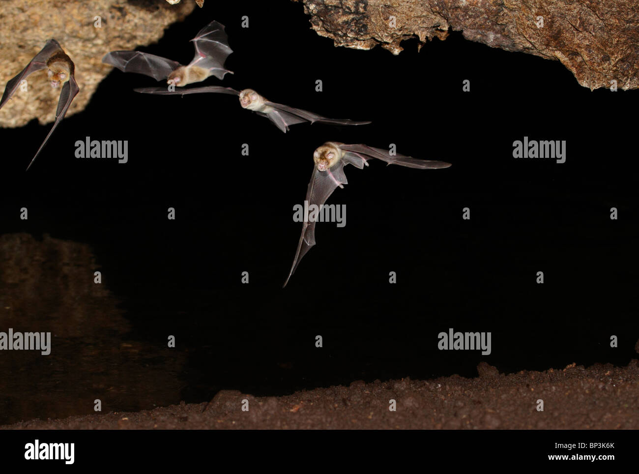 Afrikanische Trident Fledermäuse (Triaenops Afer) fliegen in Höhle, Kenia Stockfoto
