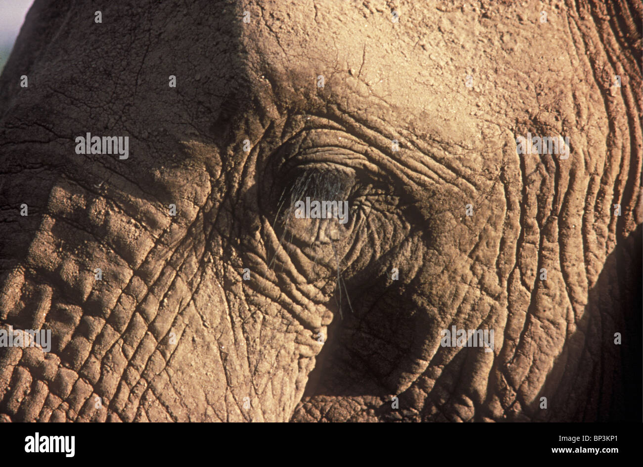 Nahaufnahme von Elephant es Eye zeigt lange Wimpern Samburu National Reserve Kenia in Ostafrika Stockfoto