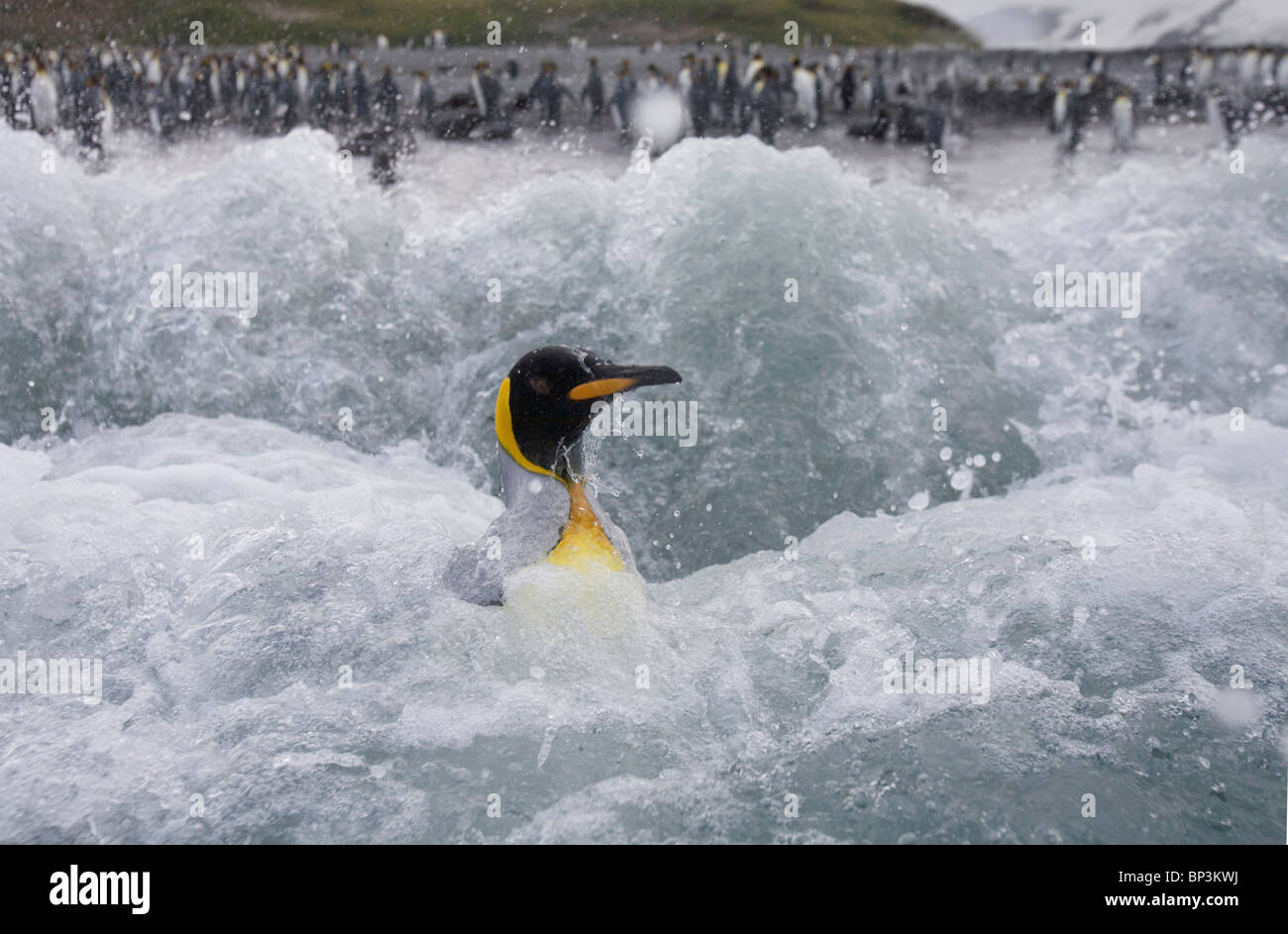 Antarktis, South Georgia Island, King Pinguine schwimmen im Surf in Rosita Hafen in der Nähe von Salisbury Plains Stockfoto