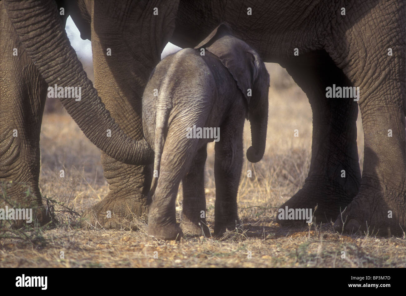 Mutter Elefant beruhigend neu geboren Baby-Elefant Kalb nur ein paar Stunden durch die Berührung mit Stamm Samburu National Reserve Kenya Stockfoto