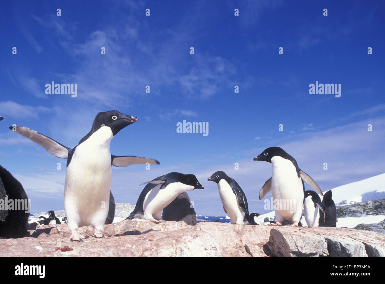 Antarktis, Adelie Penguin (Pygoscelis Adeliae) Rookery auf Petermann Island in der Nähe von Lemaire-Kanal entlang der antarktischen Halbinsel Stockfoto