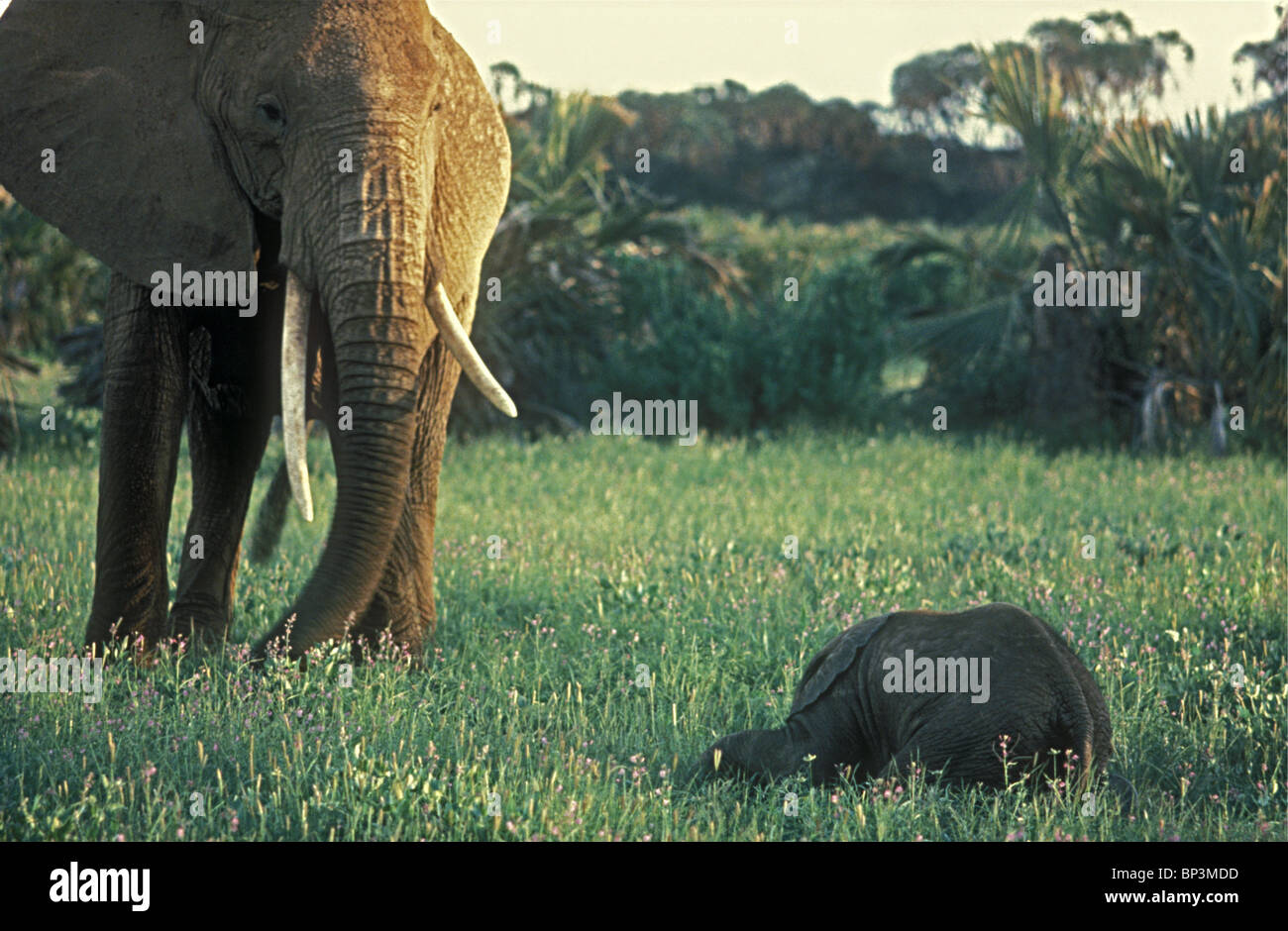 Elefantendame Bewachung sehr kleines Kalb nur wenige Tage alt, während es, Samburu National Reserve Kenia in Ostafrika schläft Stockfoto