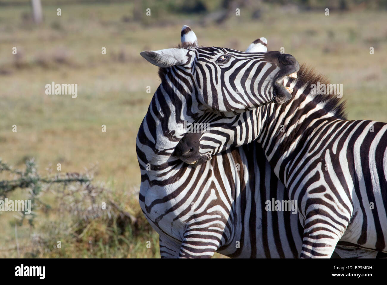 Zebras (Equus quagga) spielen, den Tsavo Ost Nationalpark, Kenia Stockfoto