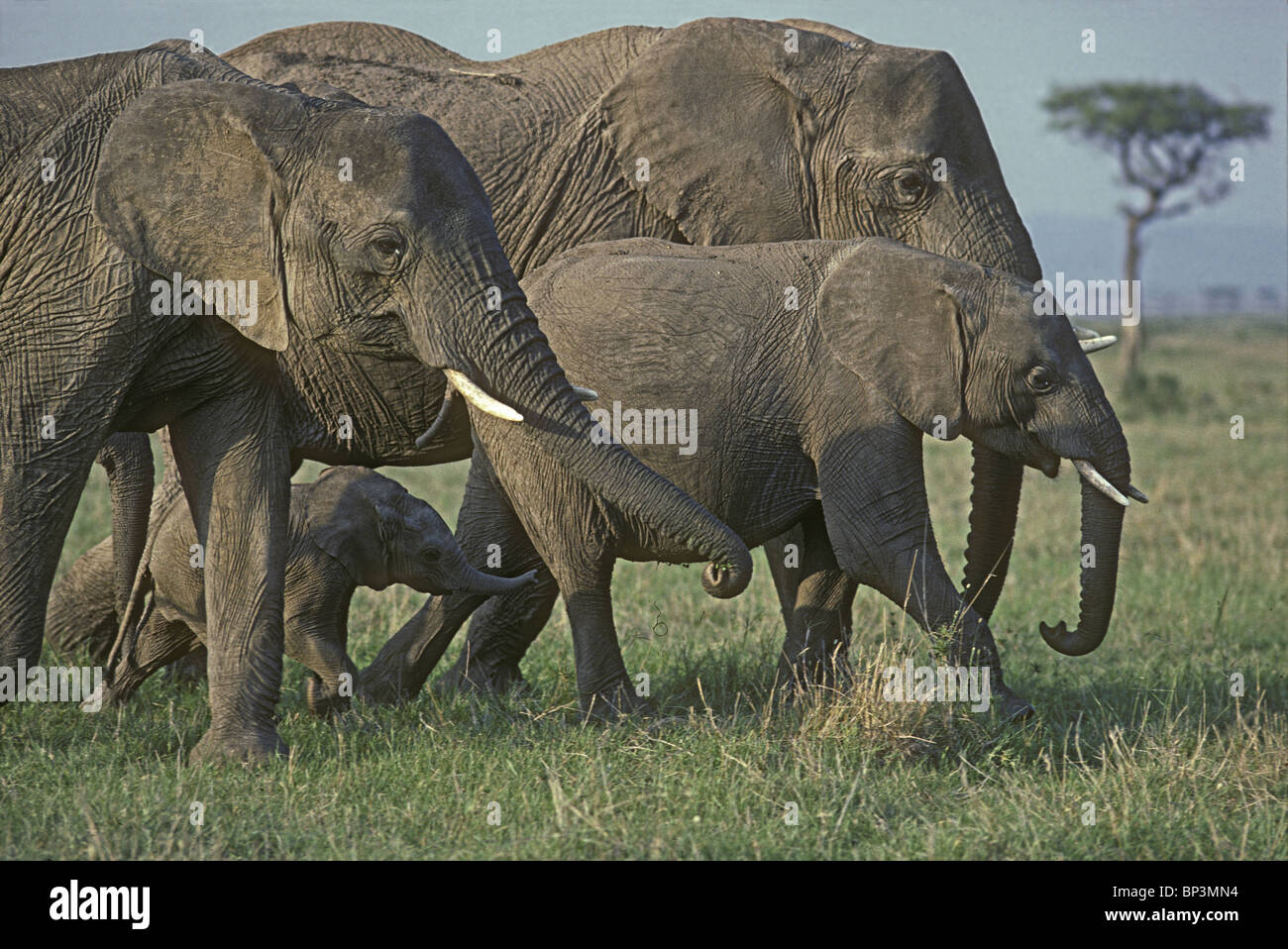 Familie Gruppe von weiblichen Elefanten und Kalb bewegt durch Grünland Savanne der Masai Mara National Reserve Kenia in Ostafrika Stockfoto